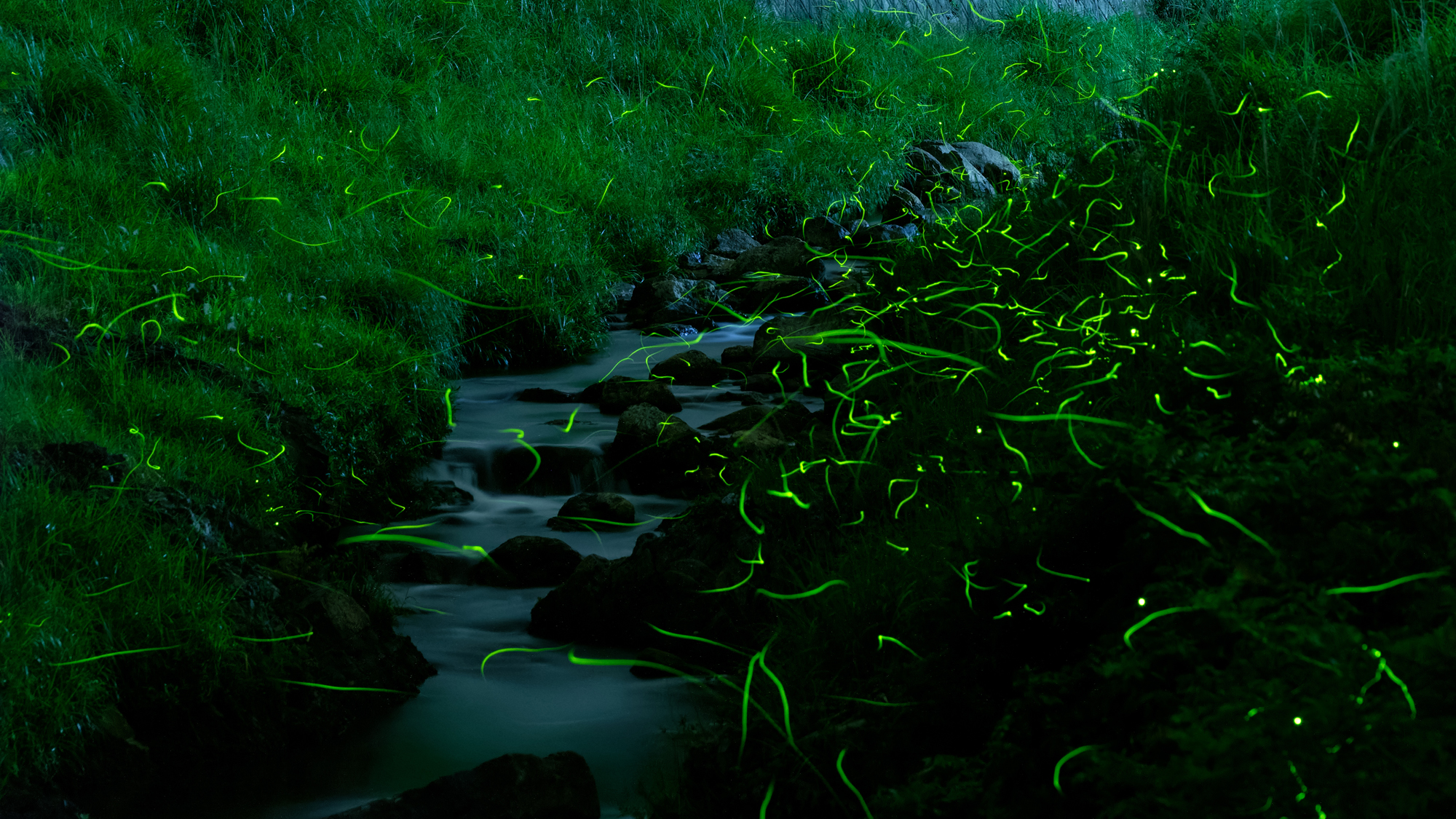 ５月下旬頃から須佐川でホタル観賞をお楽しみいただけます　※イメージ