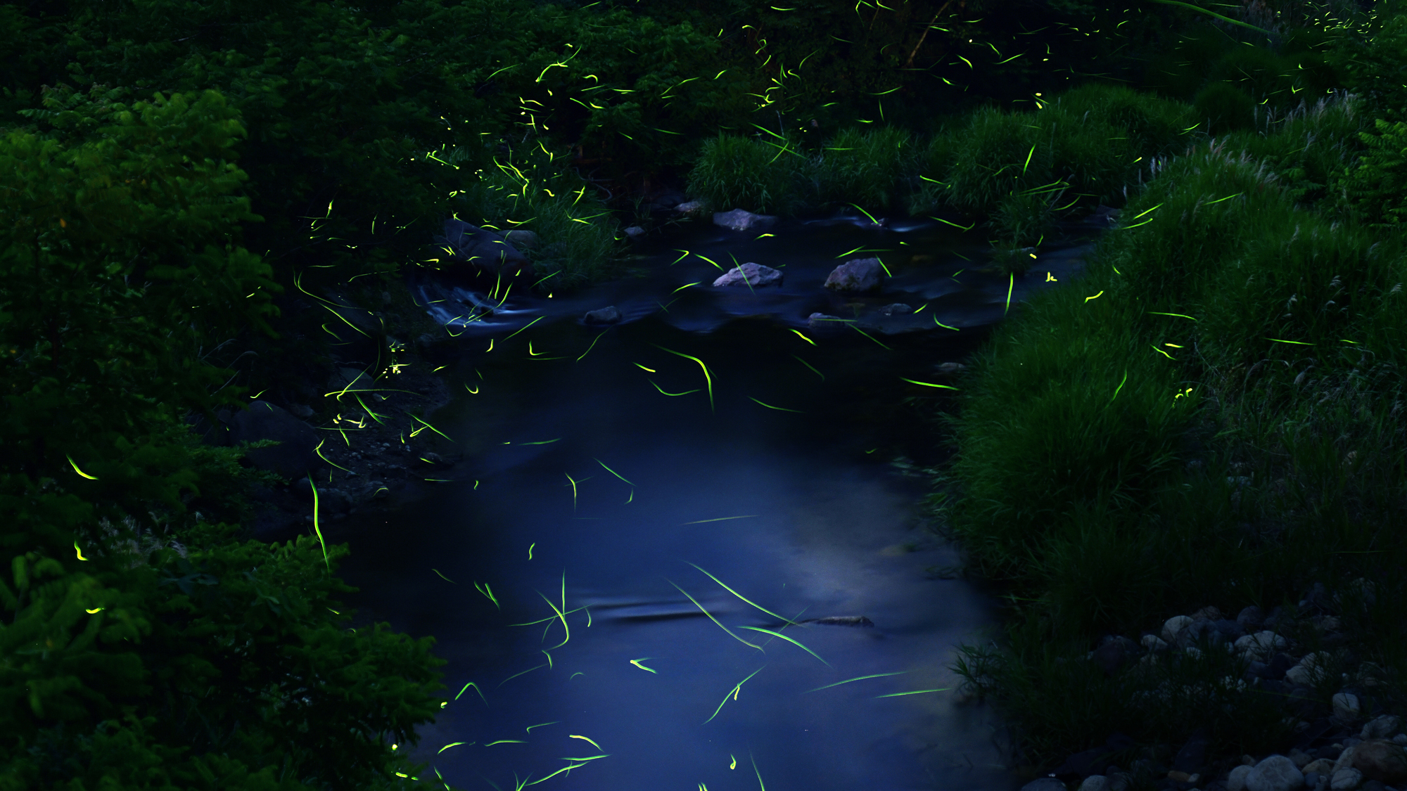 須佐川とホタル　※イメージ