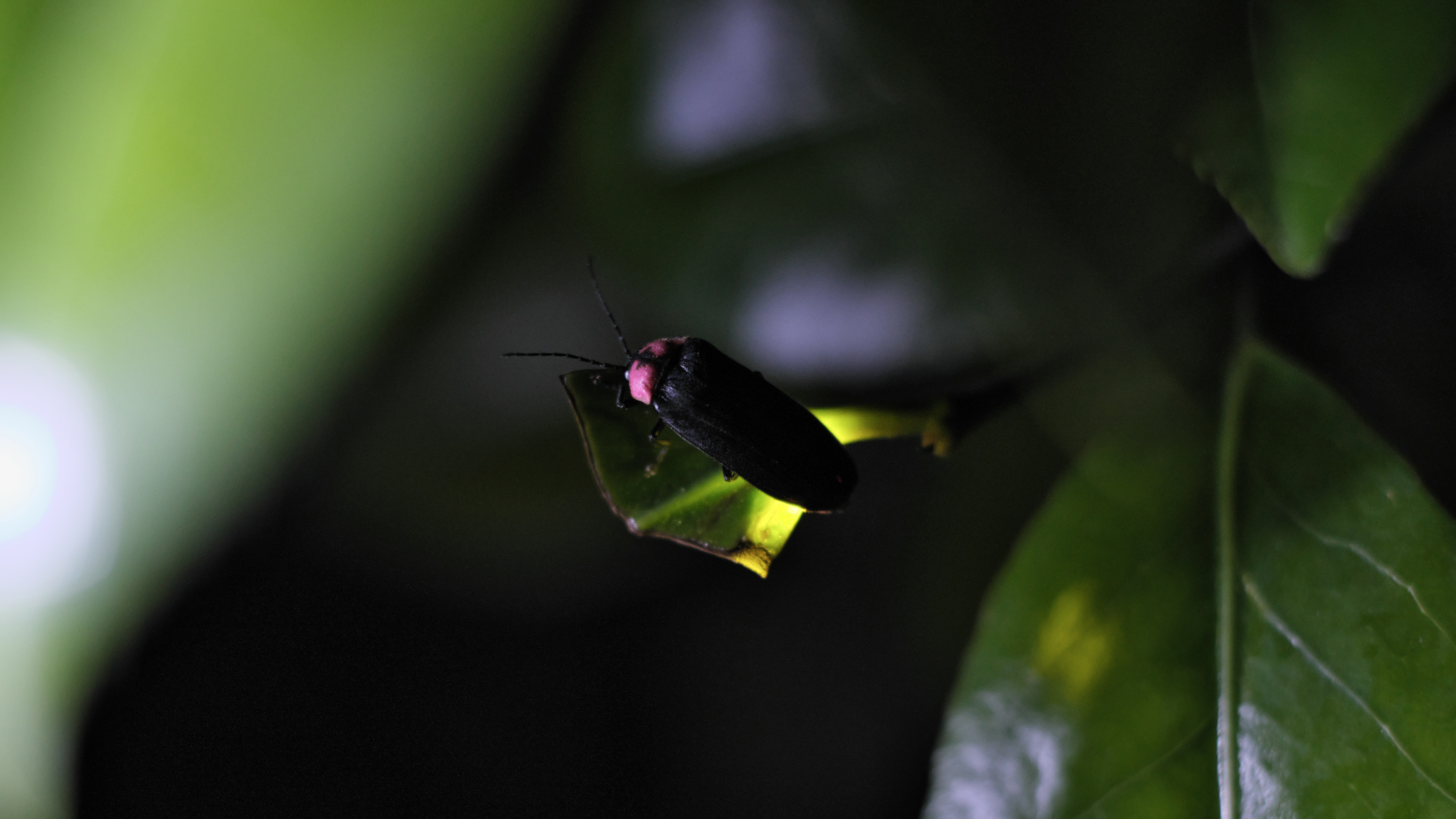 ５月下旬ごろからホタル観賞が楽しめます　※イメージ