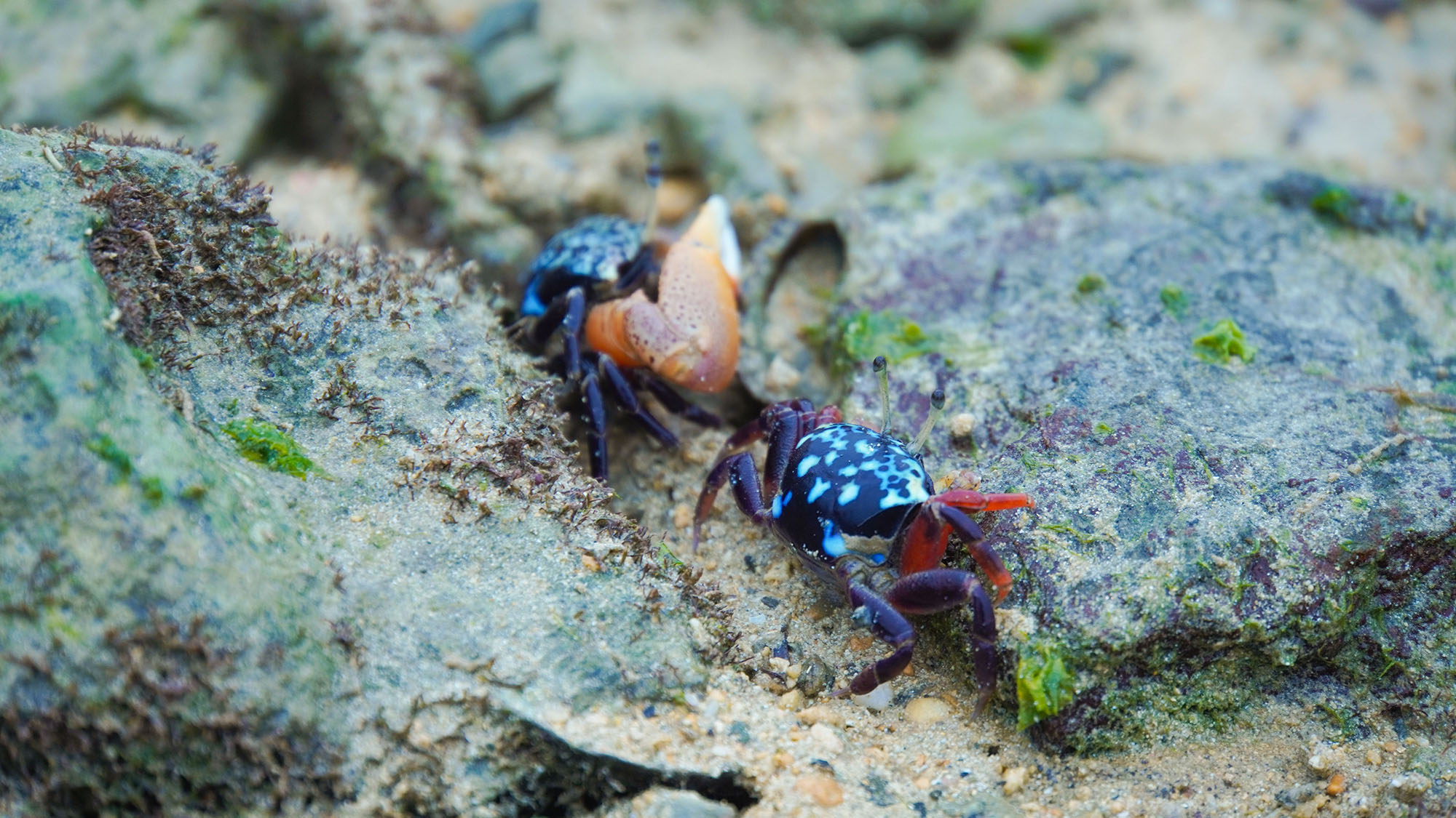 ・【海】透き通るように美しい沖縄の海を堪能していただけます