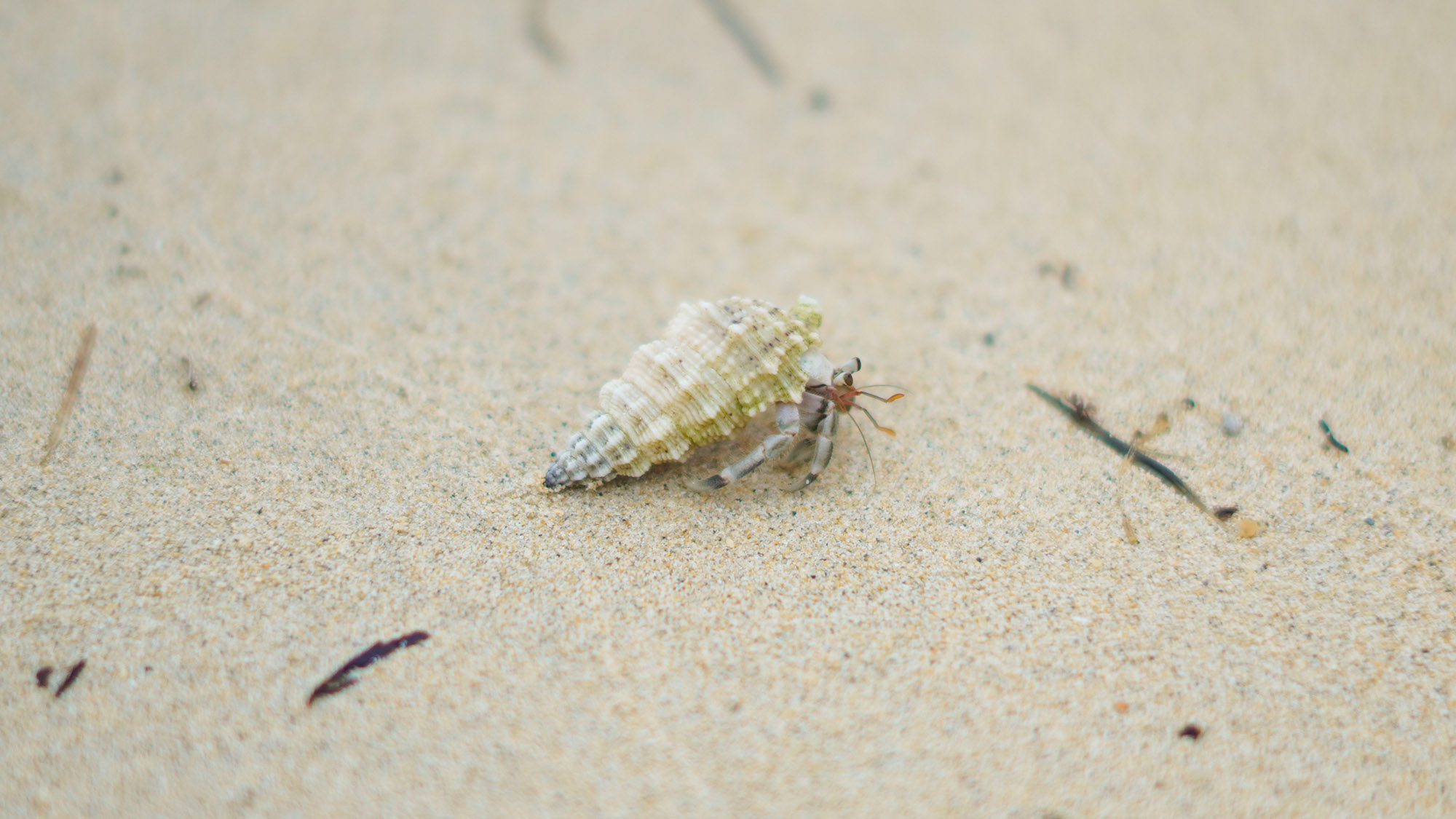 ・【海】目の前に広がる海に行くと、様々な海の仲間たちにも会えるかも♪