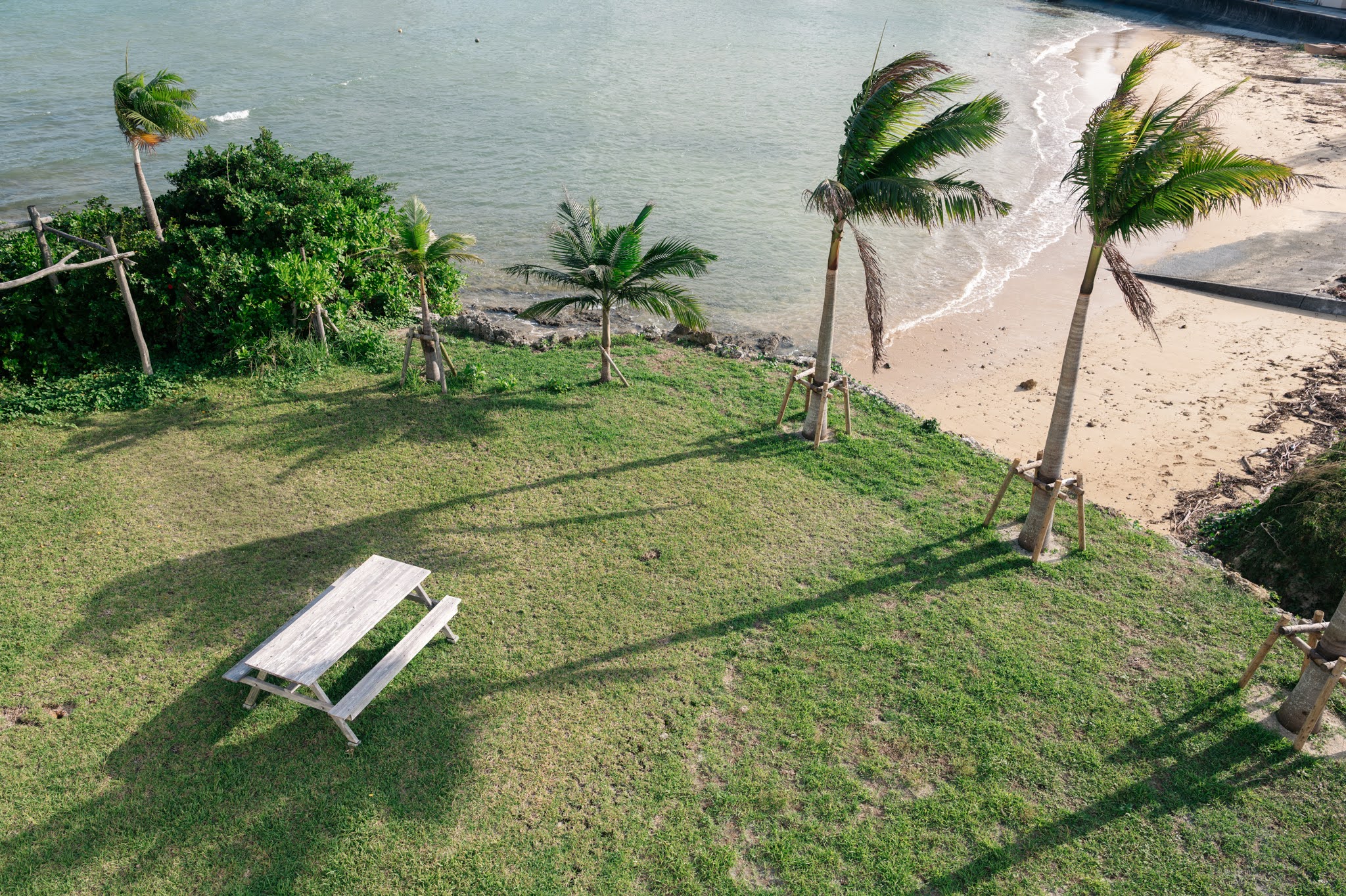 芝生の庭と常夏のヤシの木