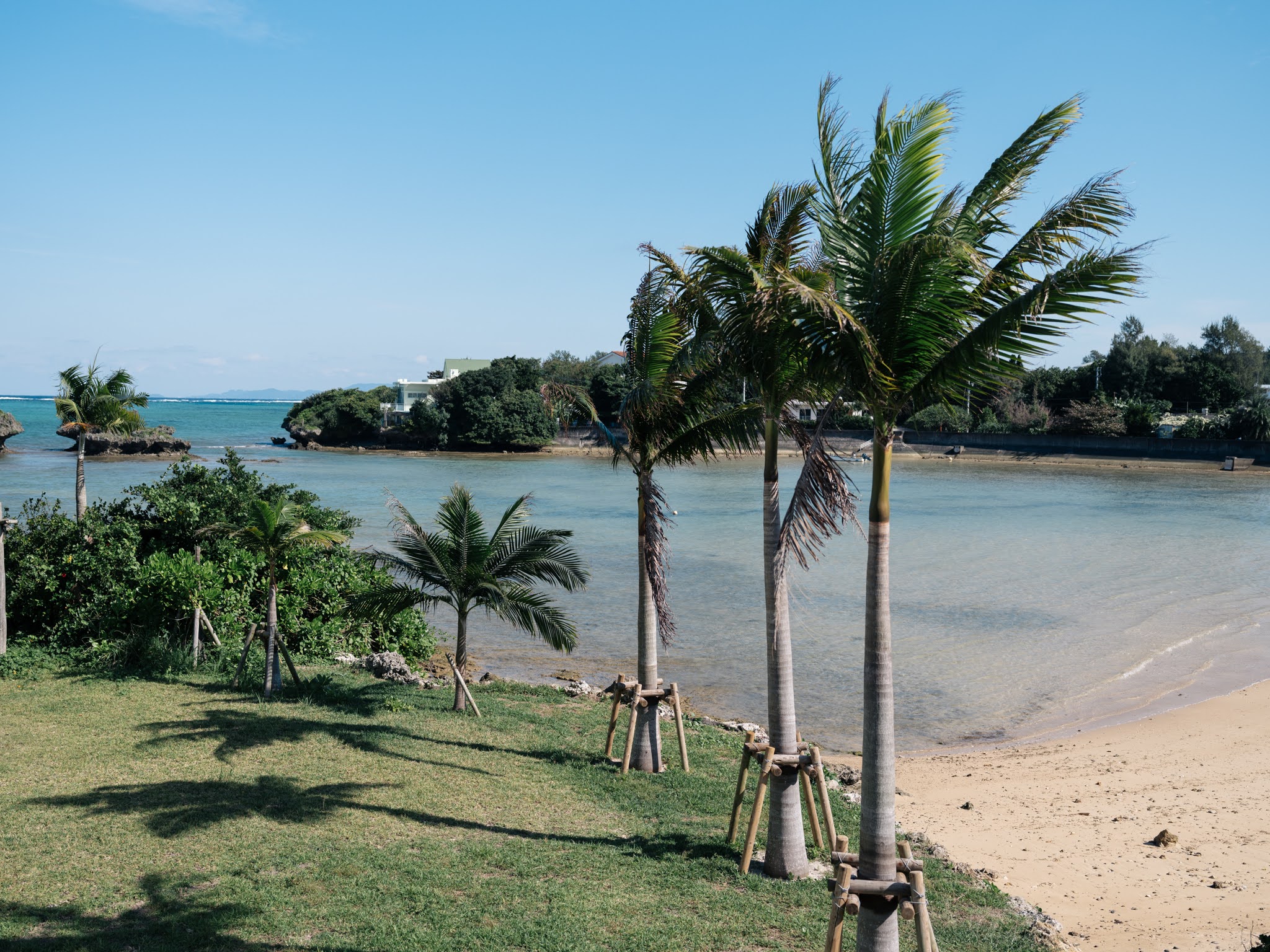 芝生の庭と南国のヤシの木