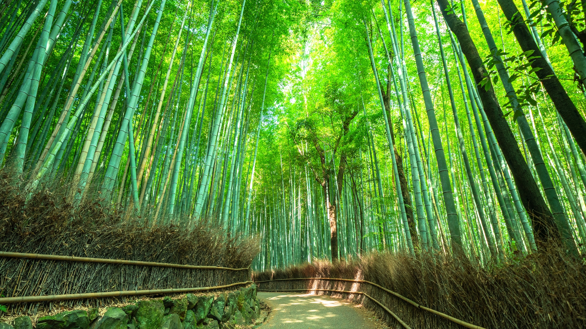 ◆嵐山の竹林