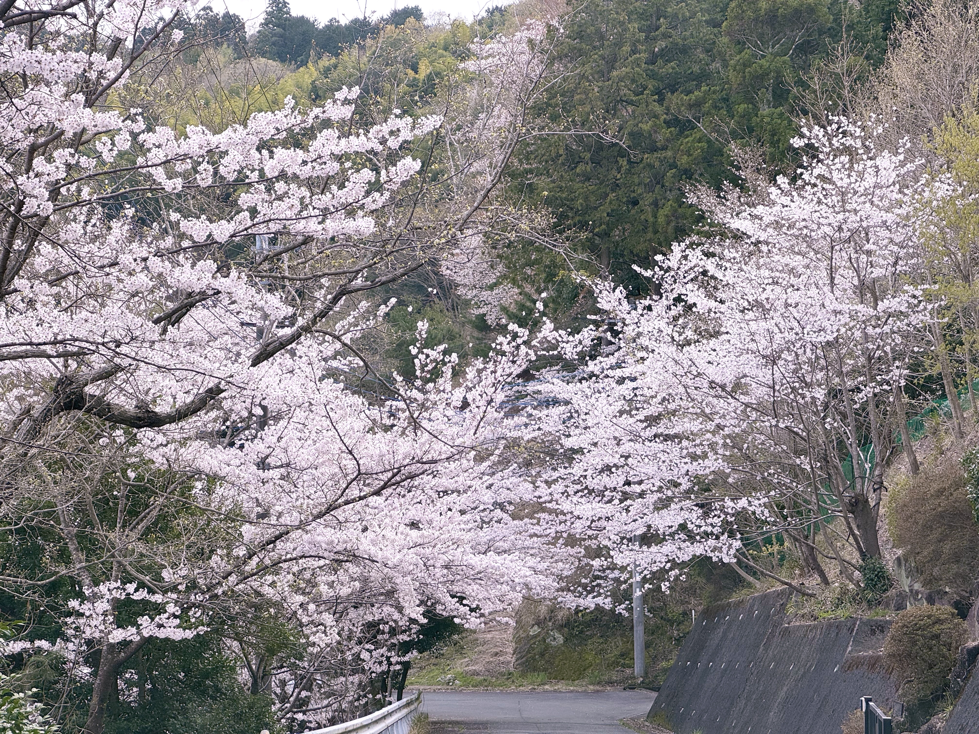 宿へ続く桜トンネル