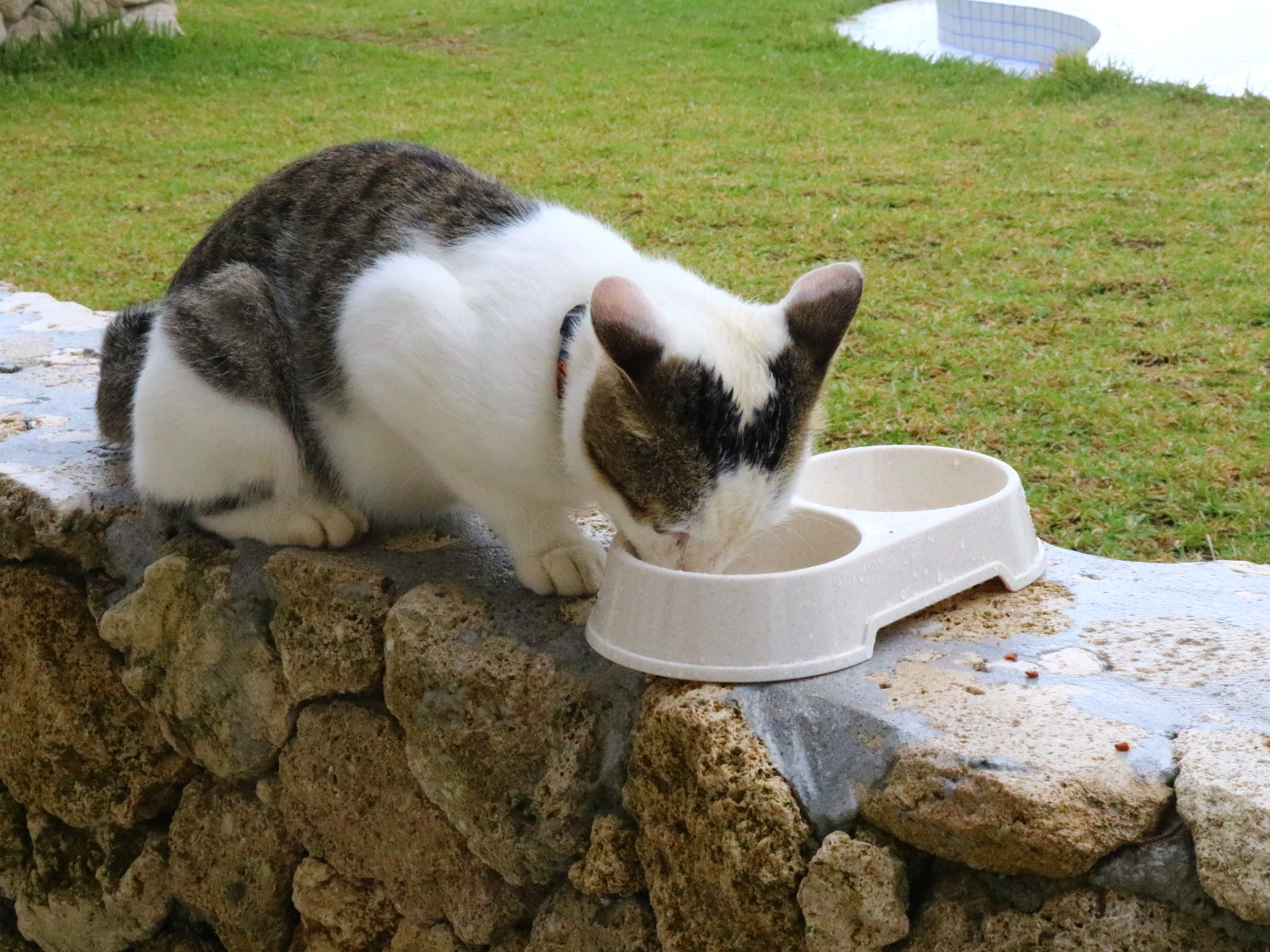 看板猫にエサをあげることもできます