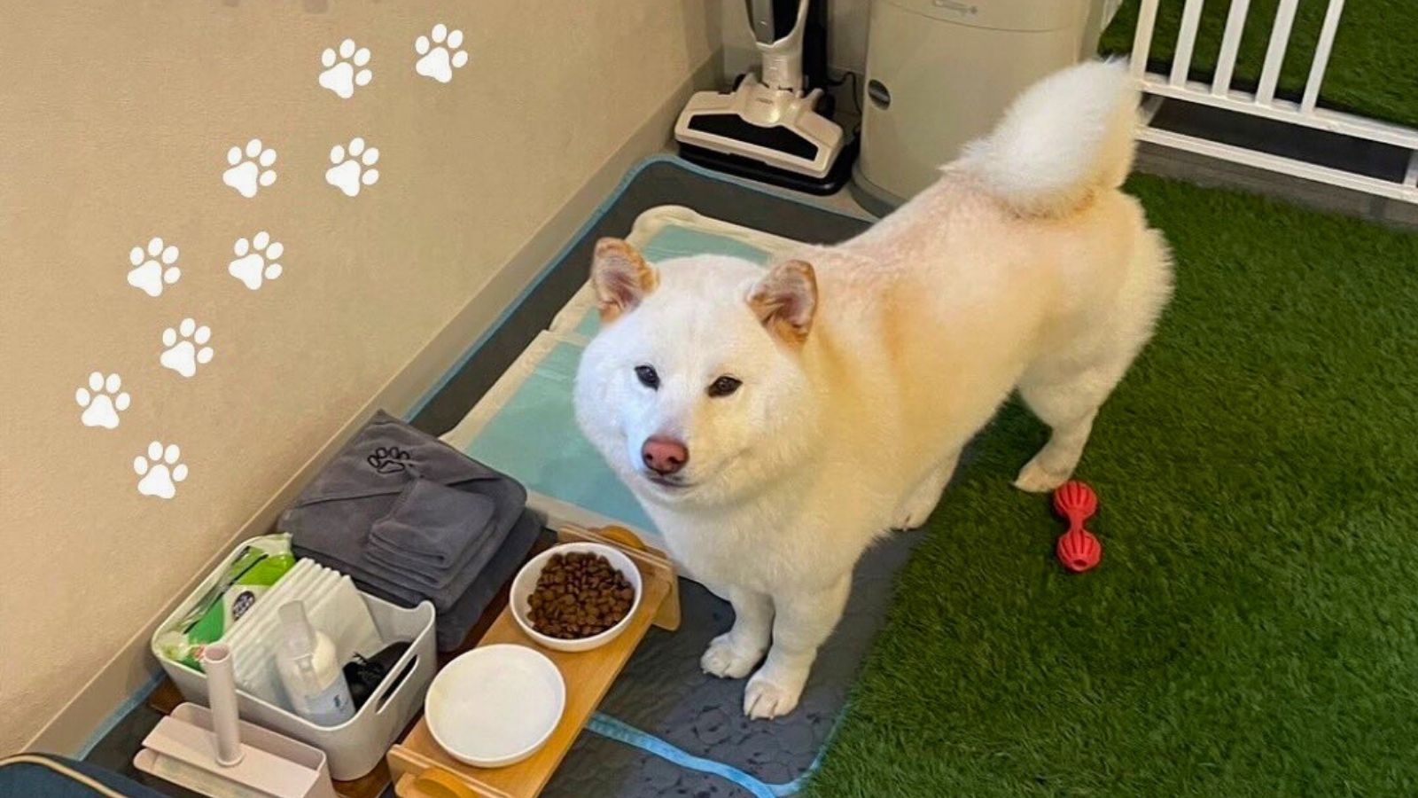 ワンちゃんも安心のドッグフレンドリールーム