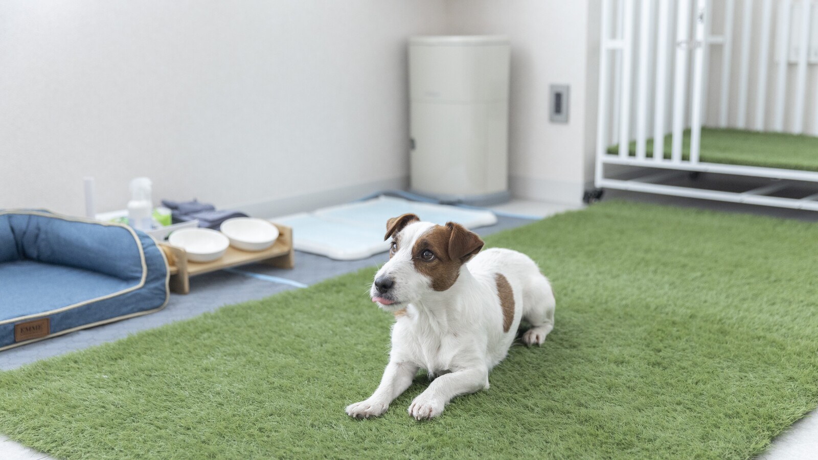 ＜102室　Dog Friendly Room＞