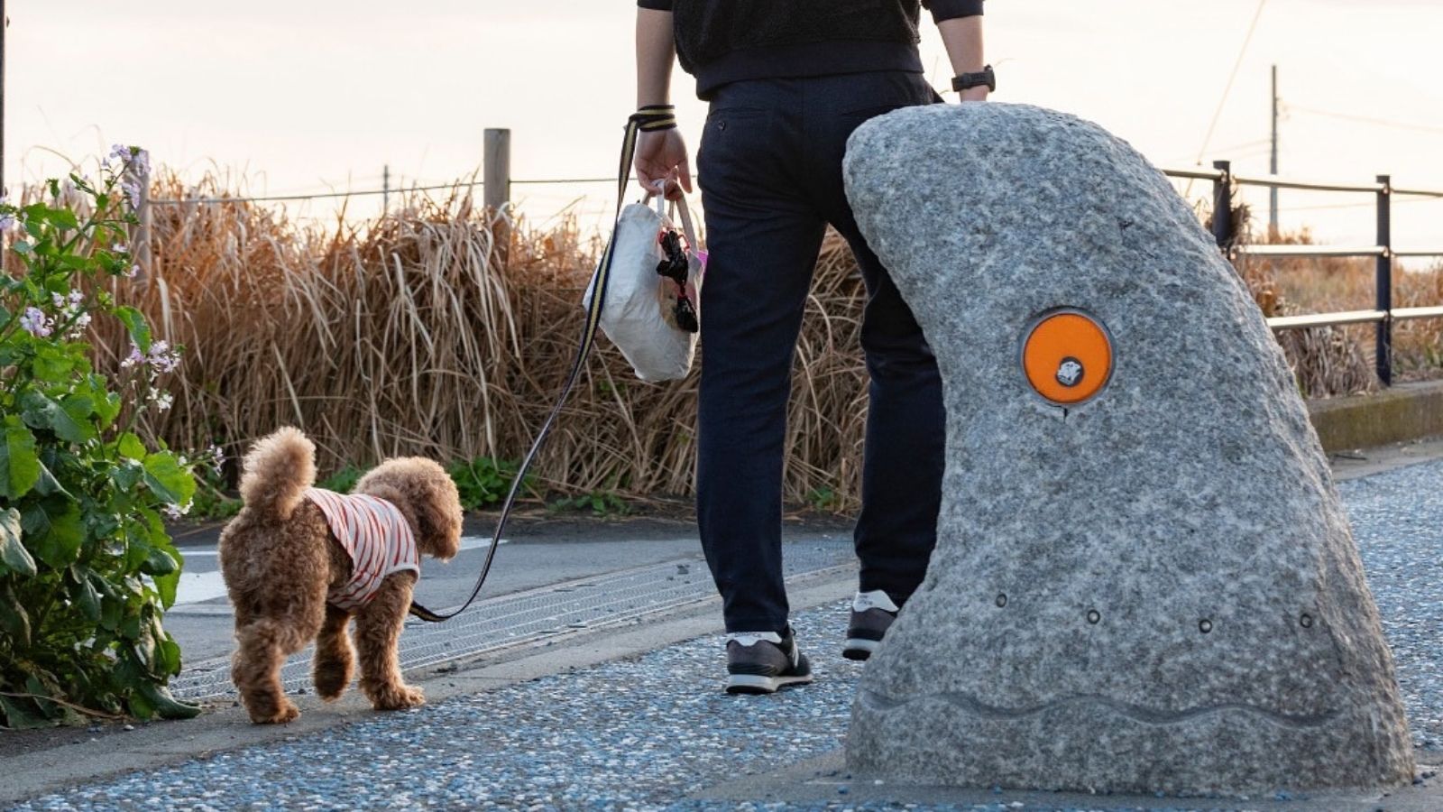 茅ヶ崎海岸はワンちゃんの人気お散歩スポット！