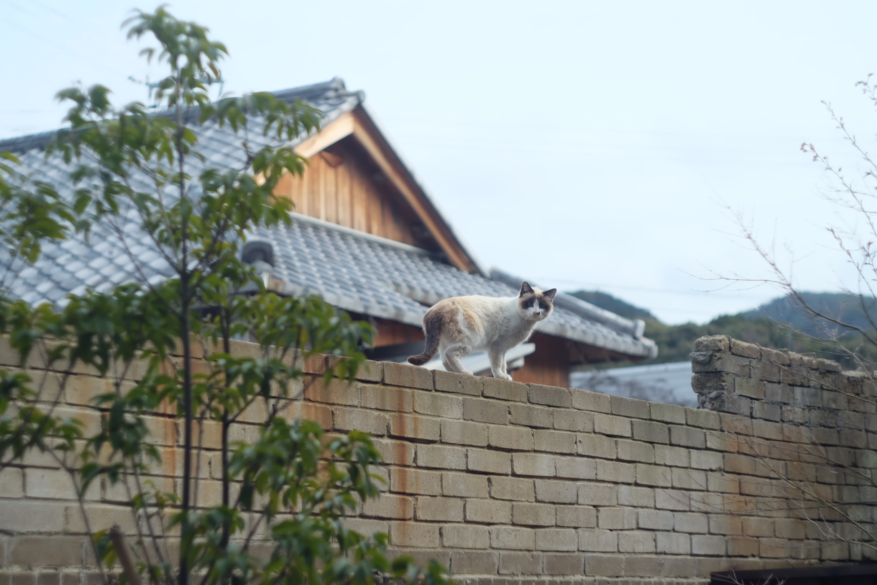 鉱滓煉瓦の塀では、近所の猫が日向ぼっこ