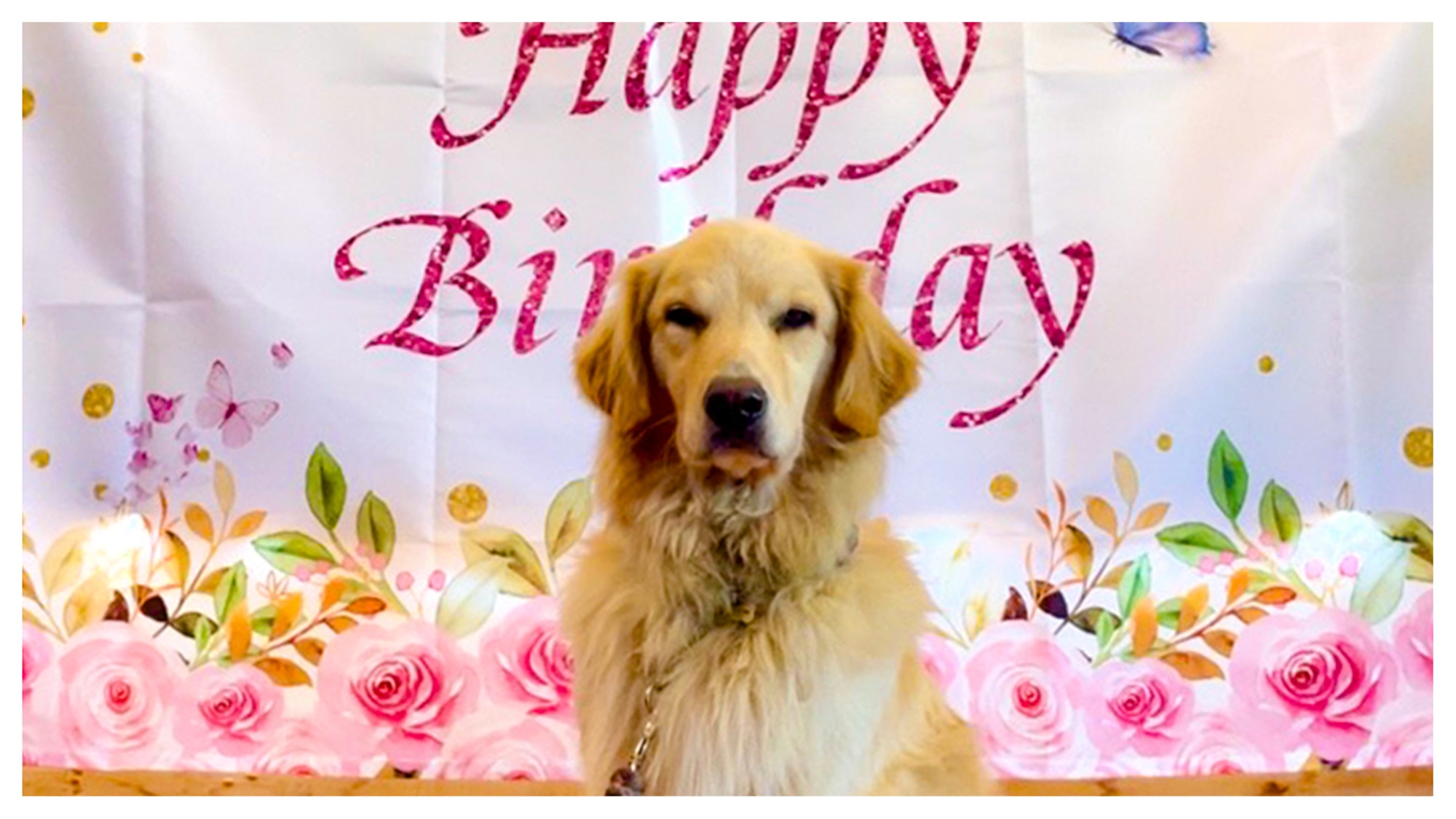 ＜素泊まり＞ワンちゃんのお誕生日記念・ケーキ＆装飾プレゼント！天然芝の広々ドッグラン付ログハウス