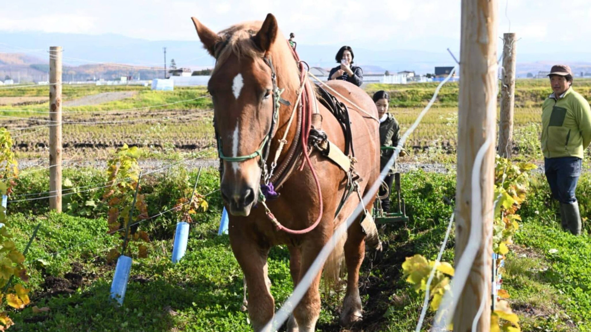 【1.5泊3食付★朝食2回・夕食1回】アクティブな北海道グルメ旅行を応援（実質2泊3日）