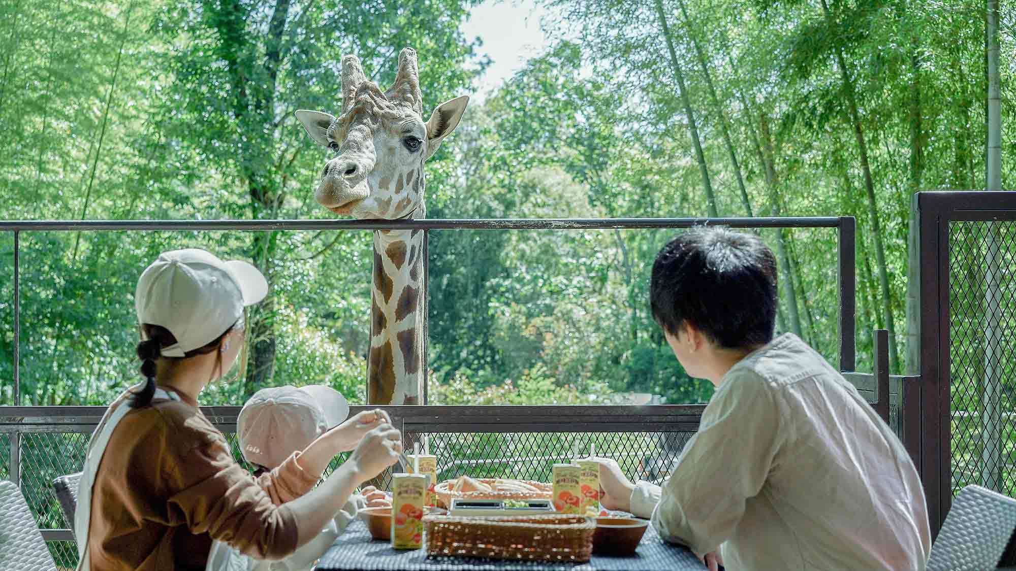 キリンと朝食予約可能プラン｜動物と竹林に囲まれる≪動物園×グランピング≫ 