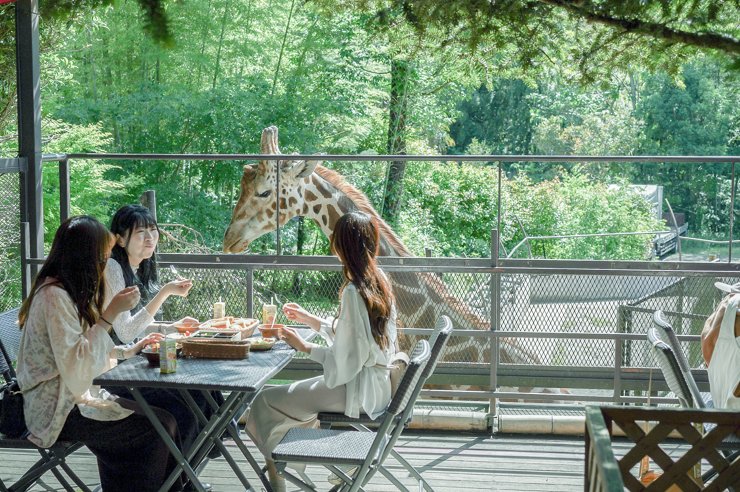 キリンテラスでキリンと朝食