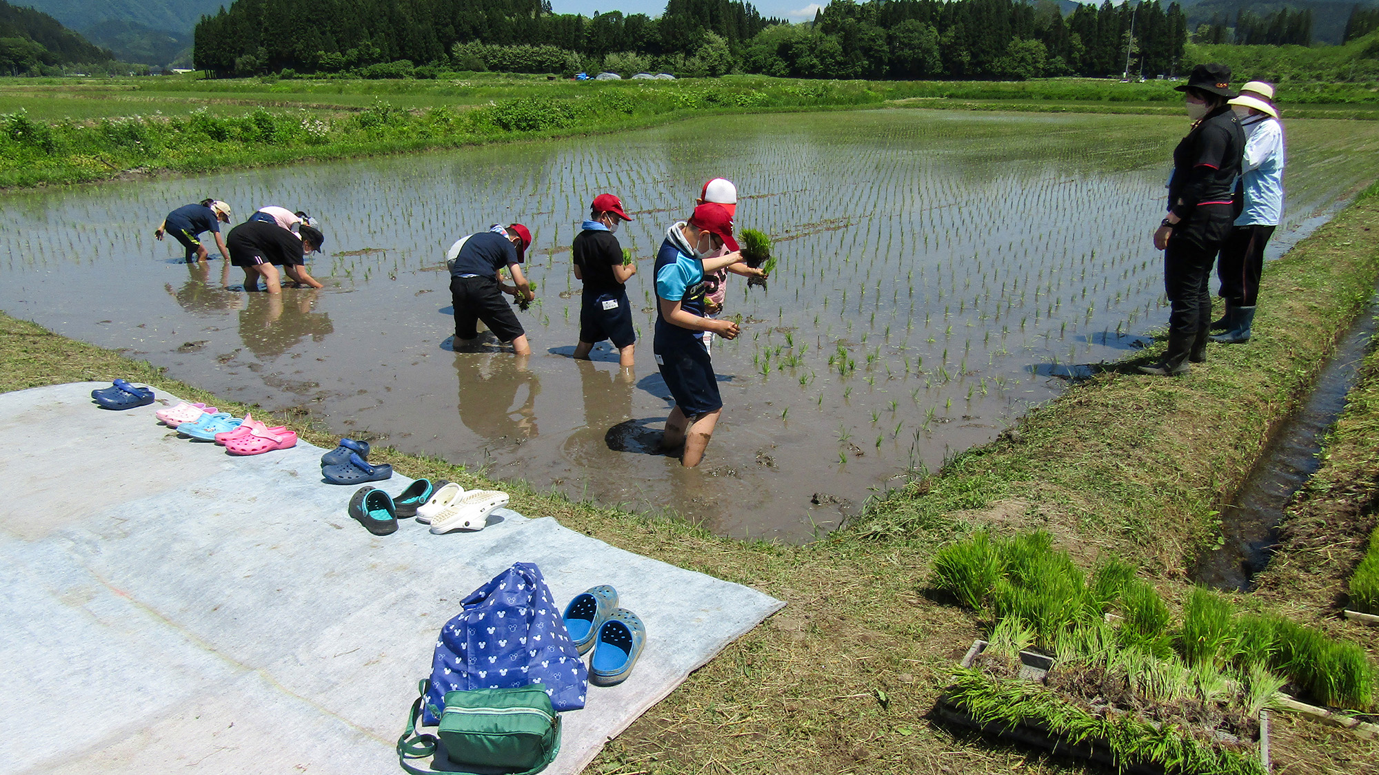 近所の子供たちが田植え体験に来ることも！