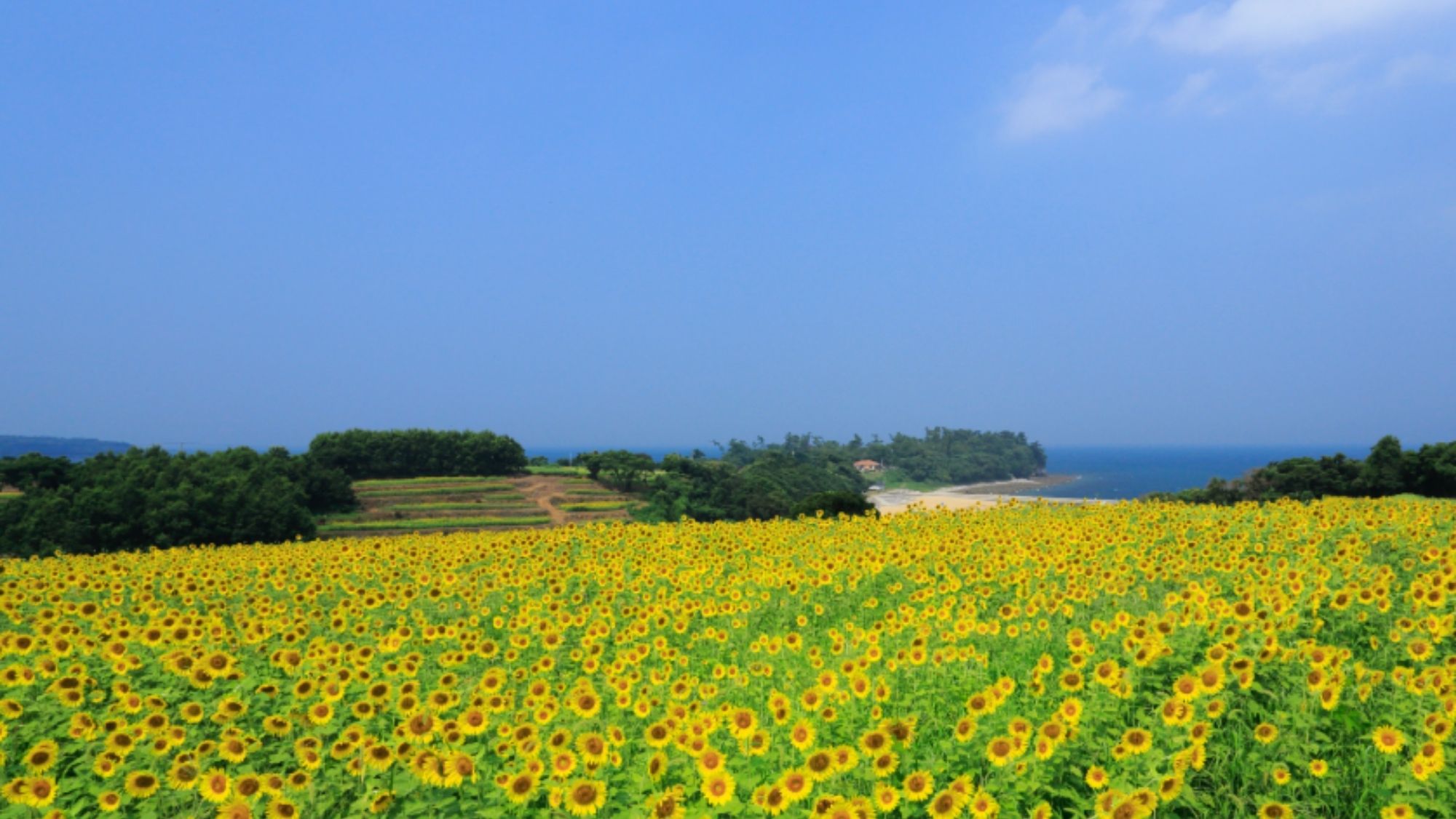 ひまわり畑