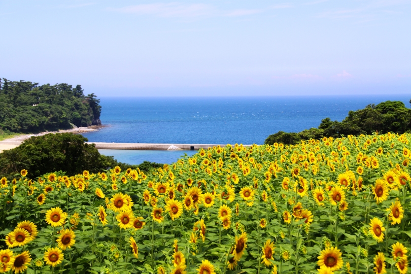 ひまわりの花は東を向いて咲きます。段々畑ですべての花がこちらを向いて咲く風景は圧巻です。