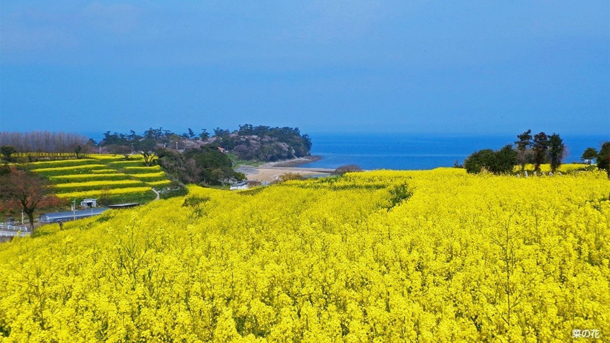 菜の花畑