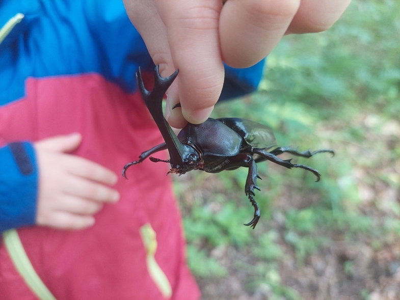 【夏休み限定】夏の思い出をつかまえよう！カブトムシ・クワガタムシと出会える冒険プラン