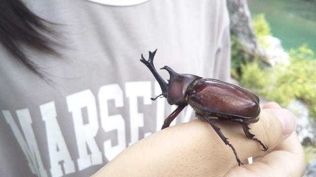 【夏休み限定】夏の思い出をつかまえよう！カブトムシ・クワガタムシと出会える冒険プラン