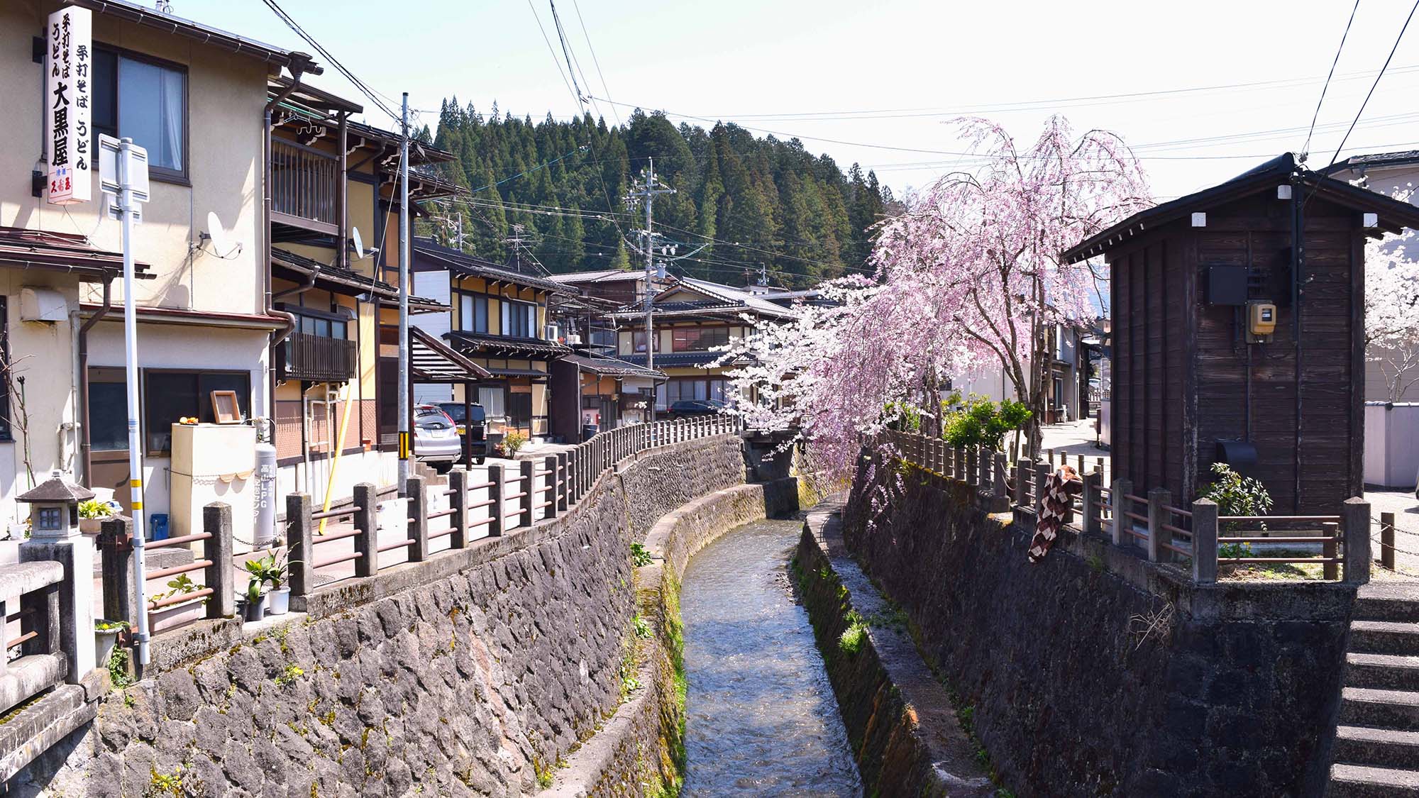 ・【周辺桜】桜が流域の趣を増してくれました