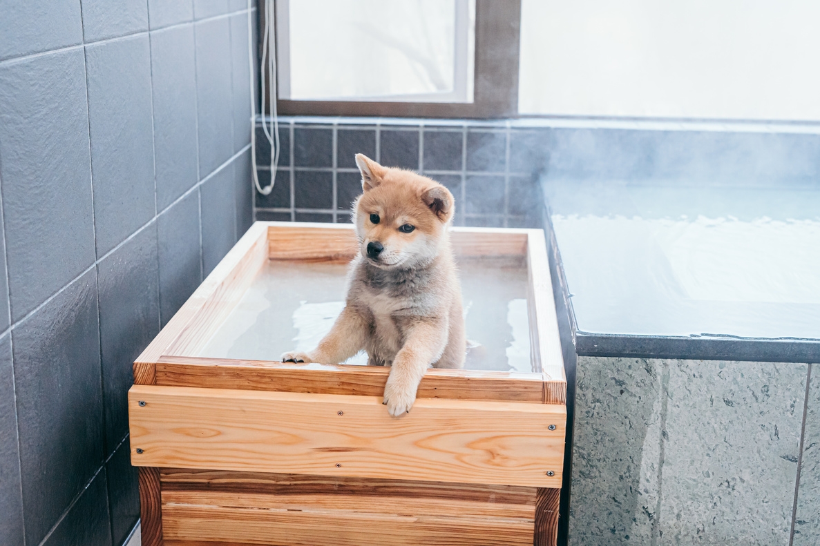 【素泊まり】プライベート空間で愛犬と一緒に自家源泉掛け流しのお風呂・ドックランを楽しむ♪