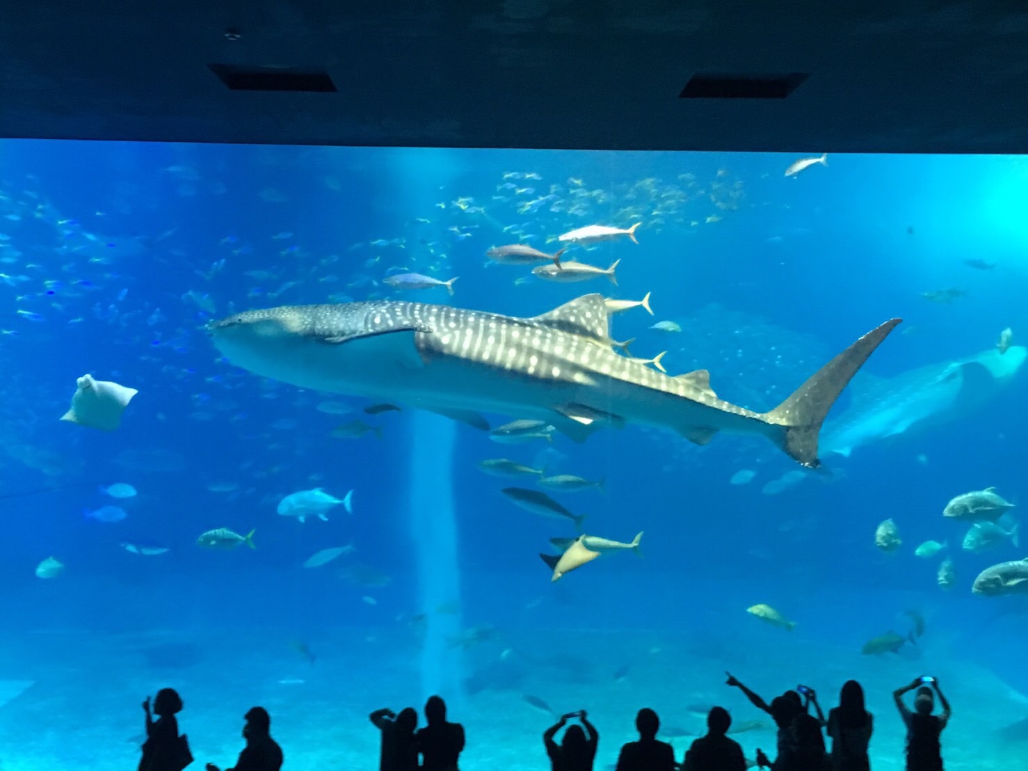 美ら海水族館