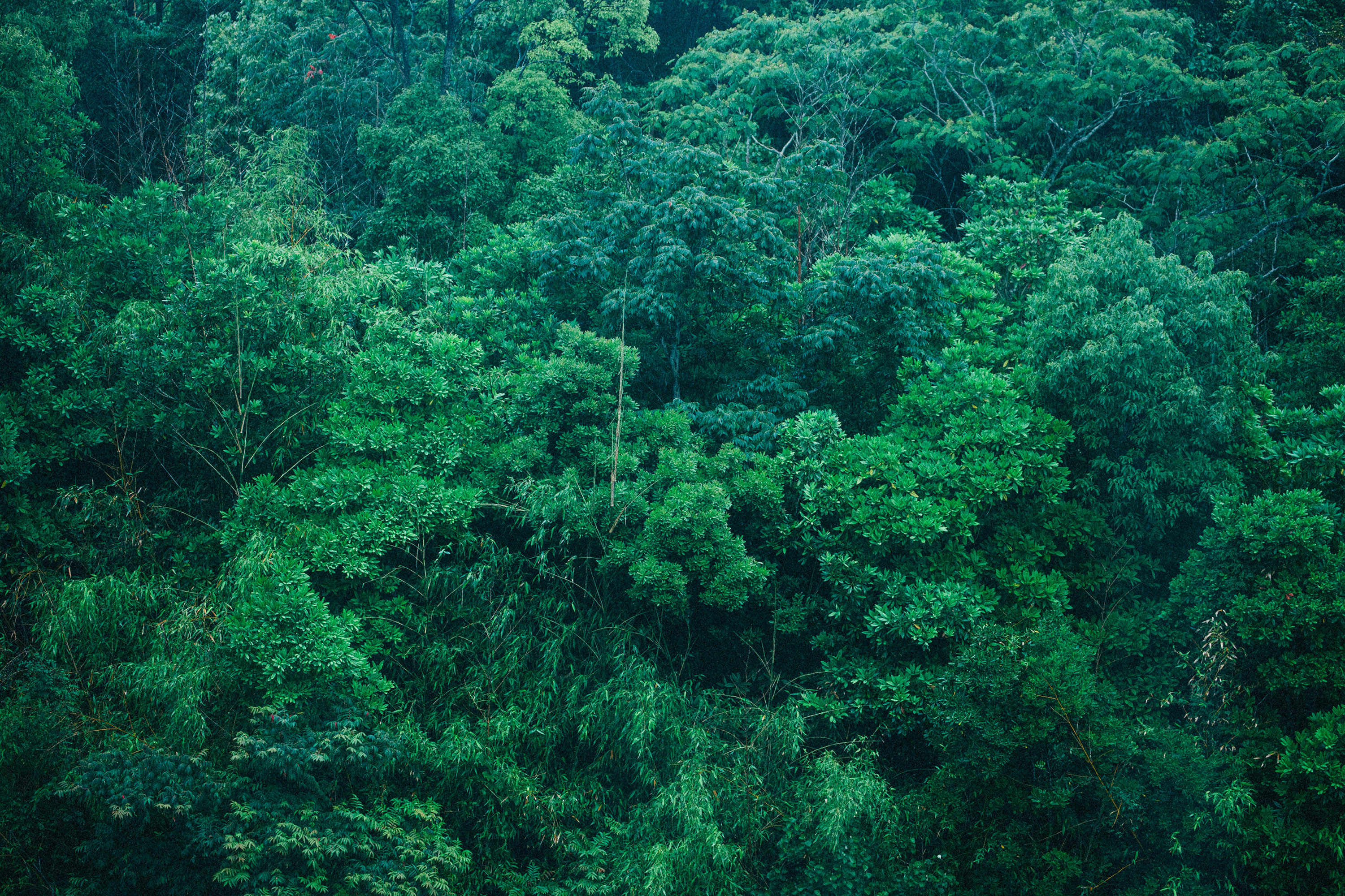 森林一例