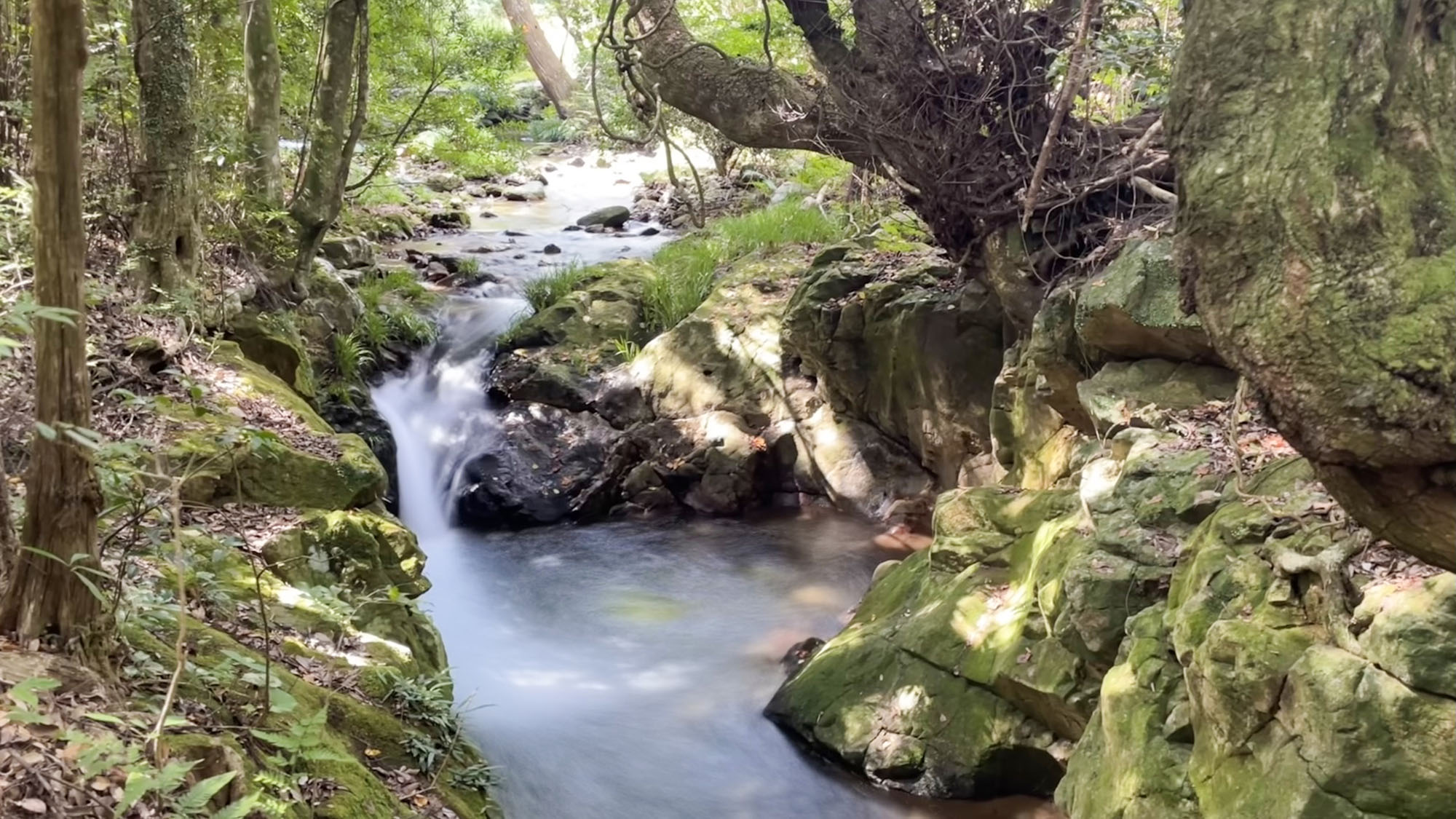 ・【川】せせらぎの清流を眺めながら、緑の中に散歩してみませんか。