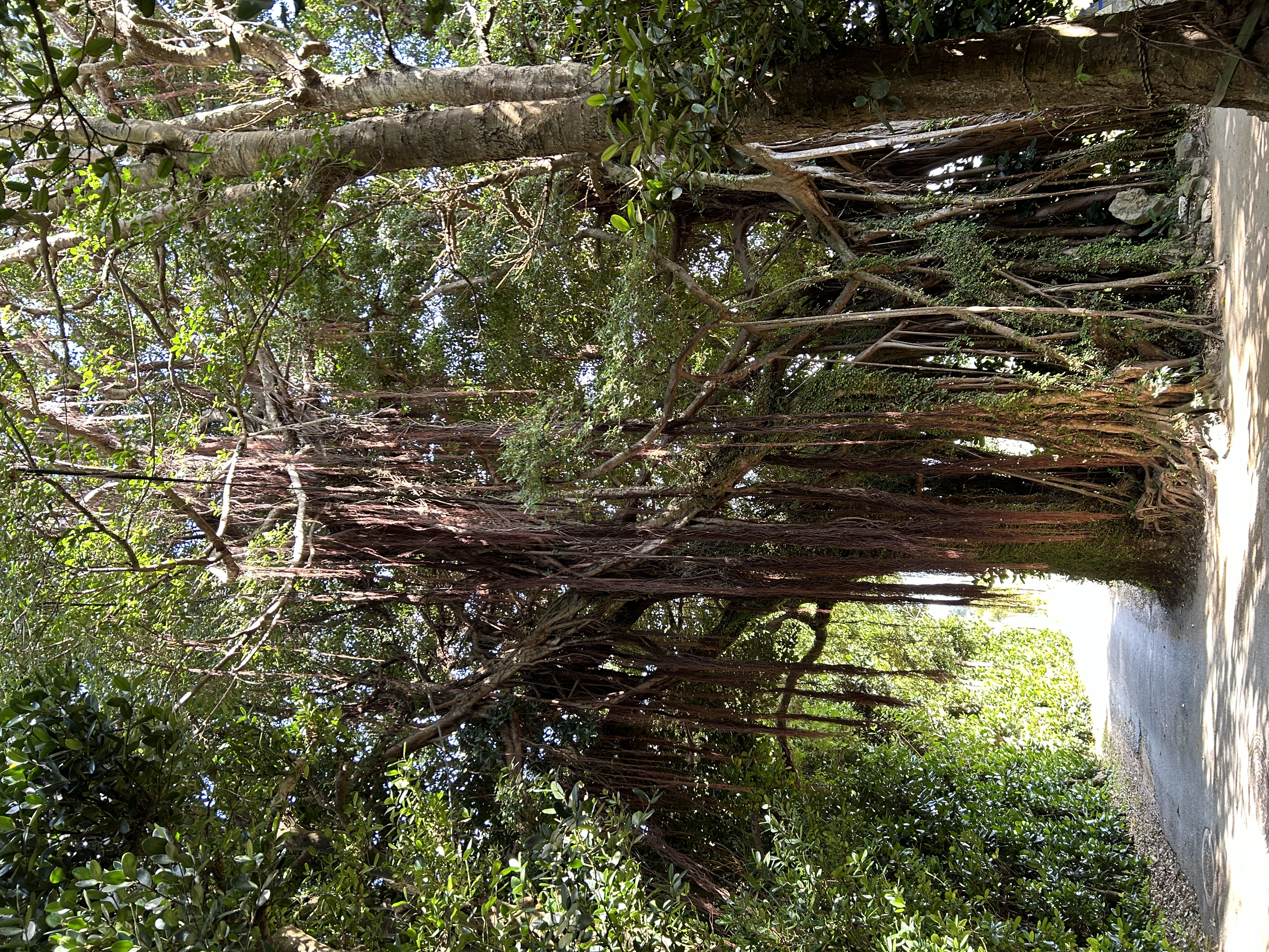 【大きなガジュマル】