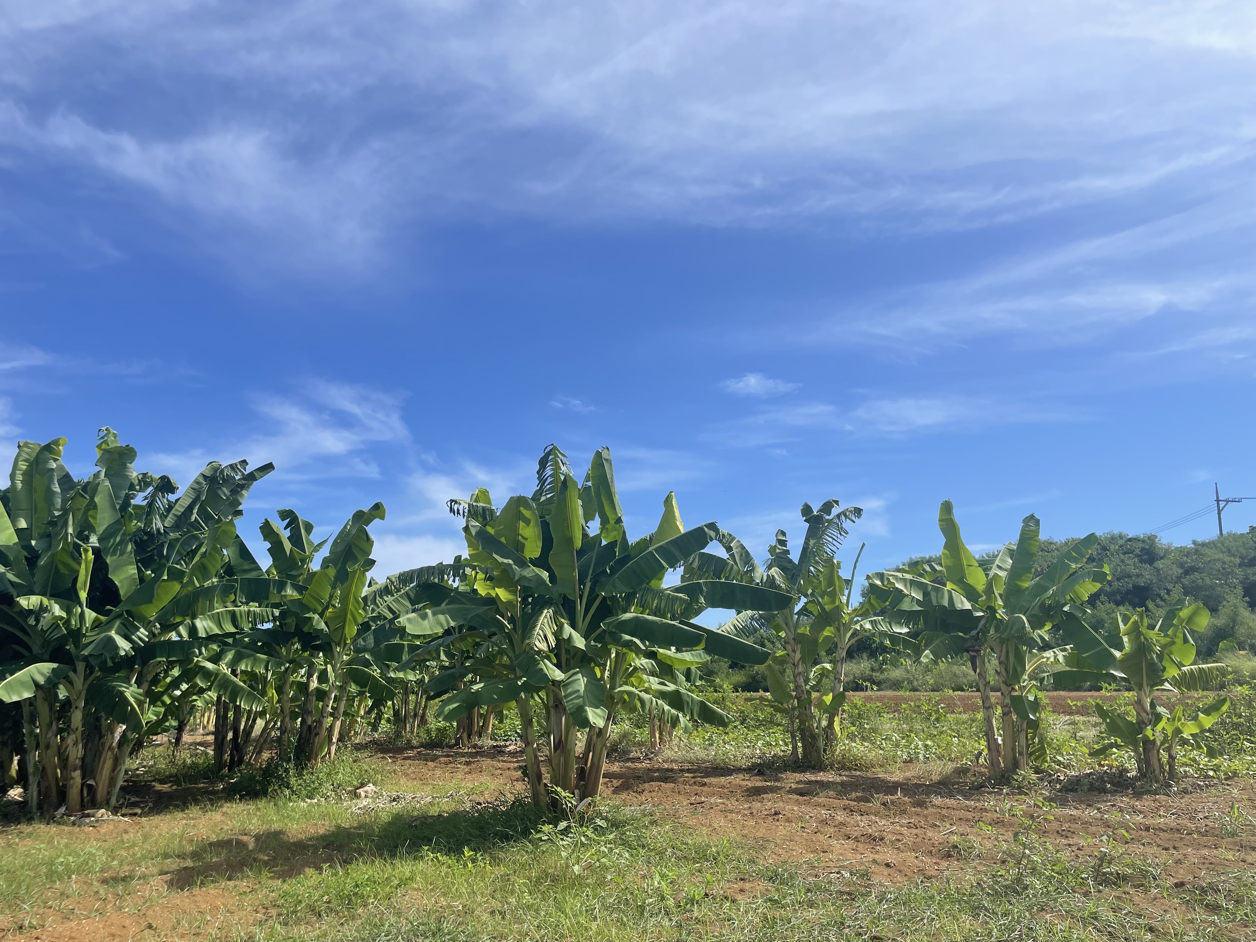 【バナナ畑】青空に映える宿近くのバナナ畑