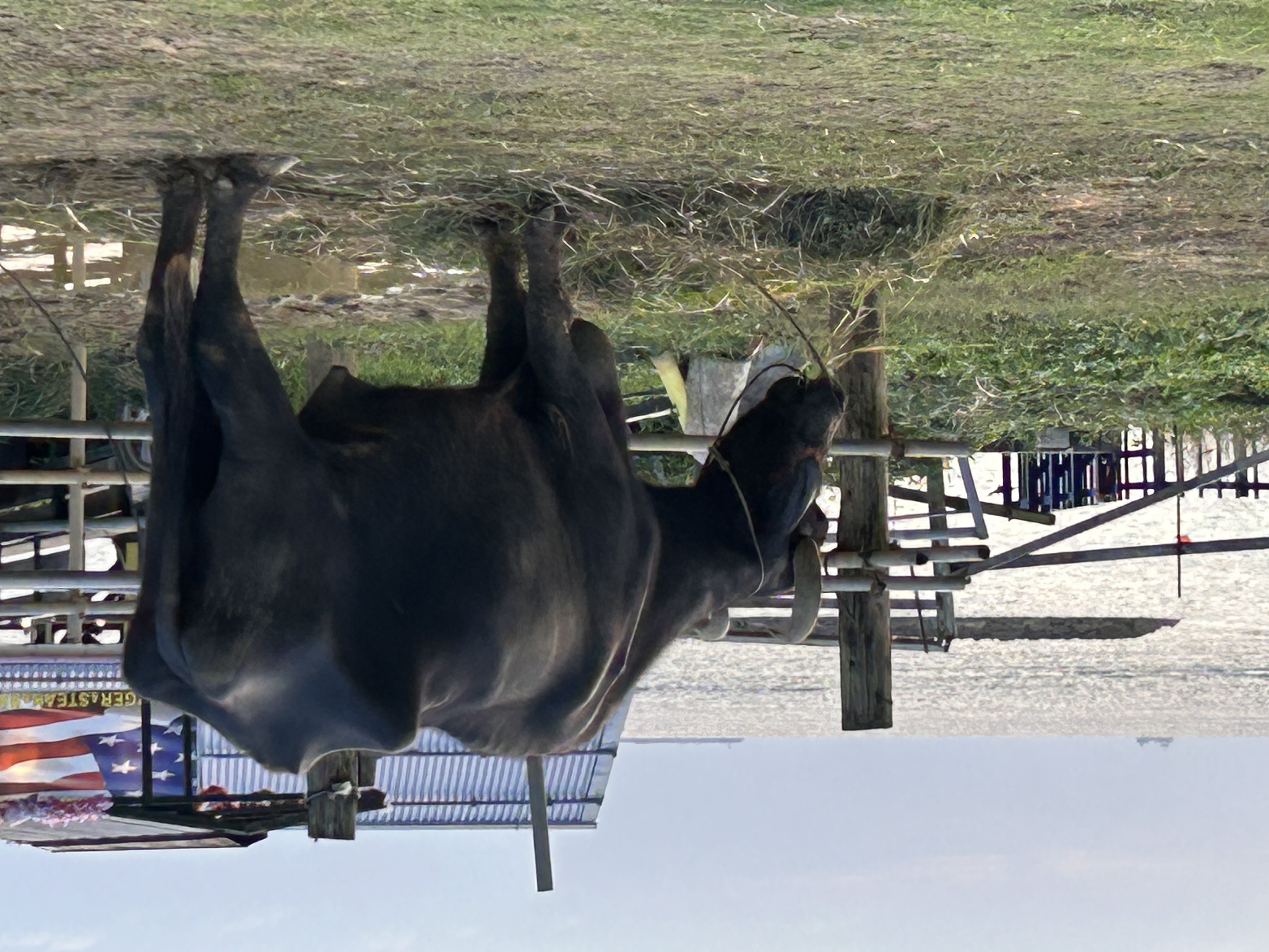 [水牛車】牛車に乗ってのんびりフクギ並木を散策♪