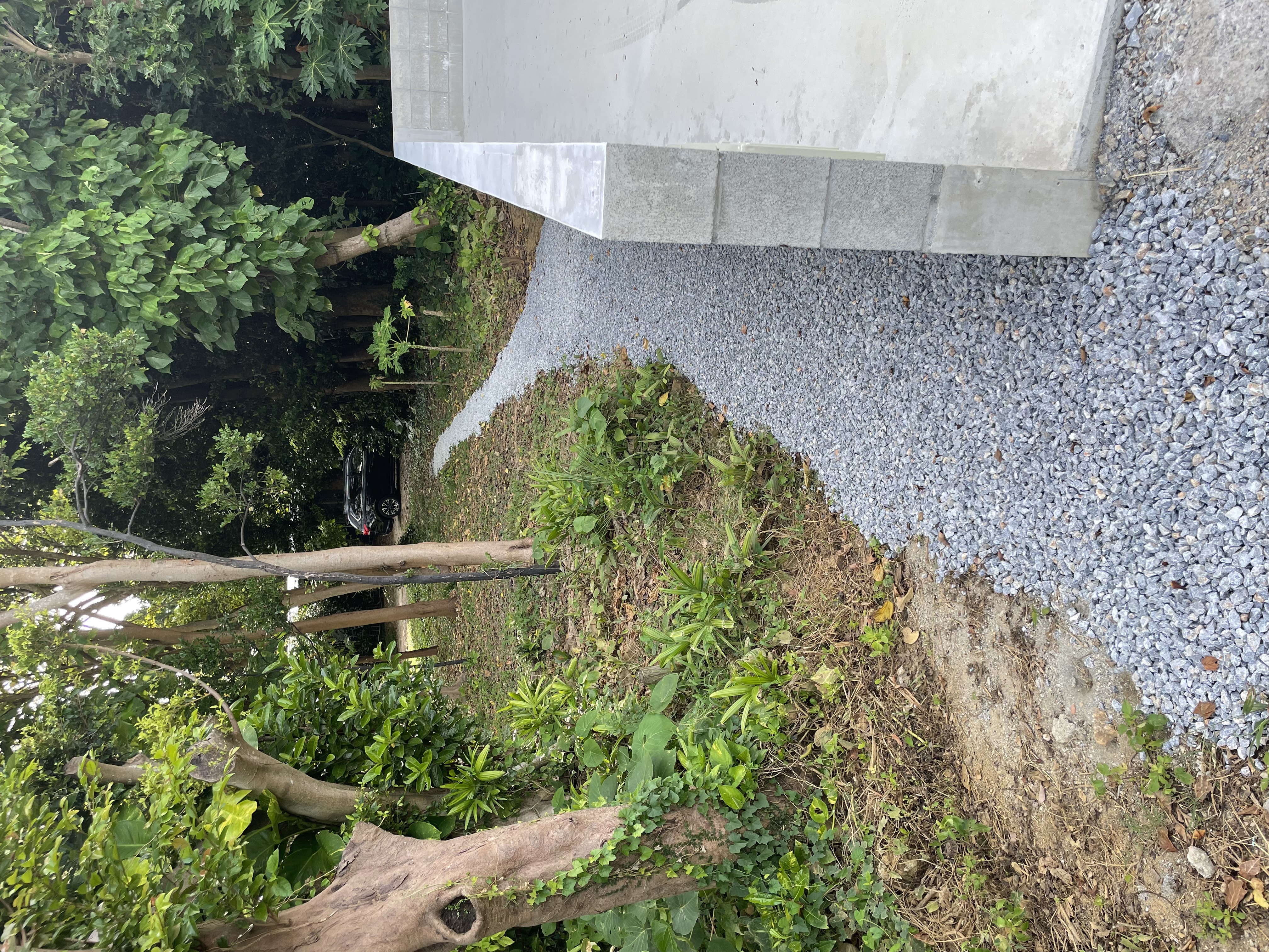 フクギ並木への道