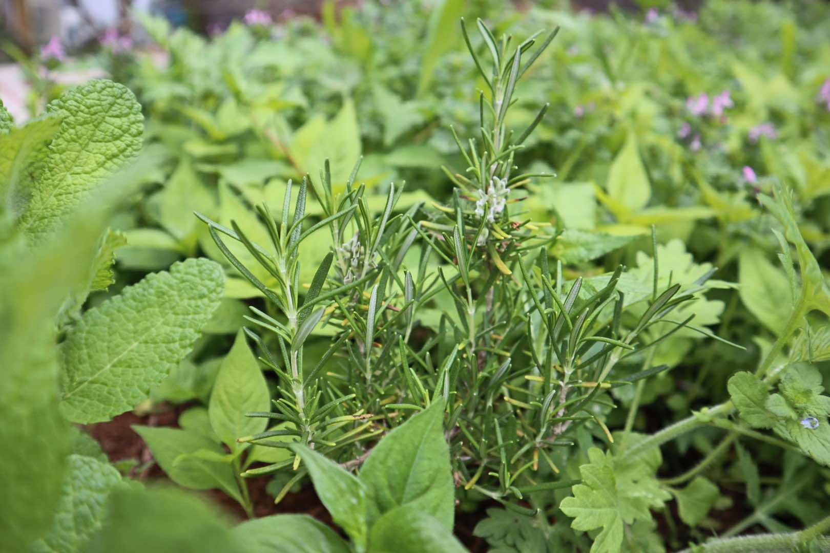 庭の木々　ローズマリー