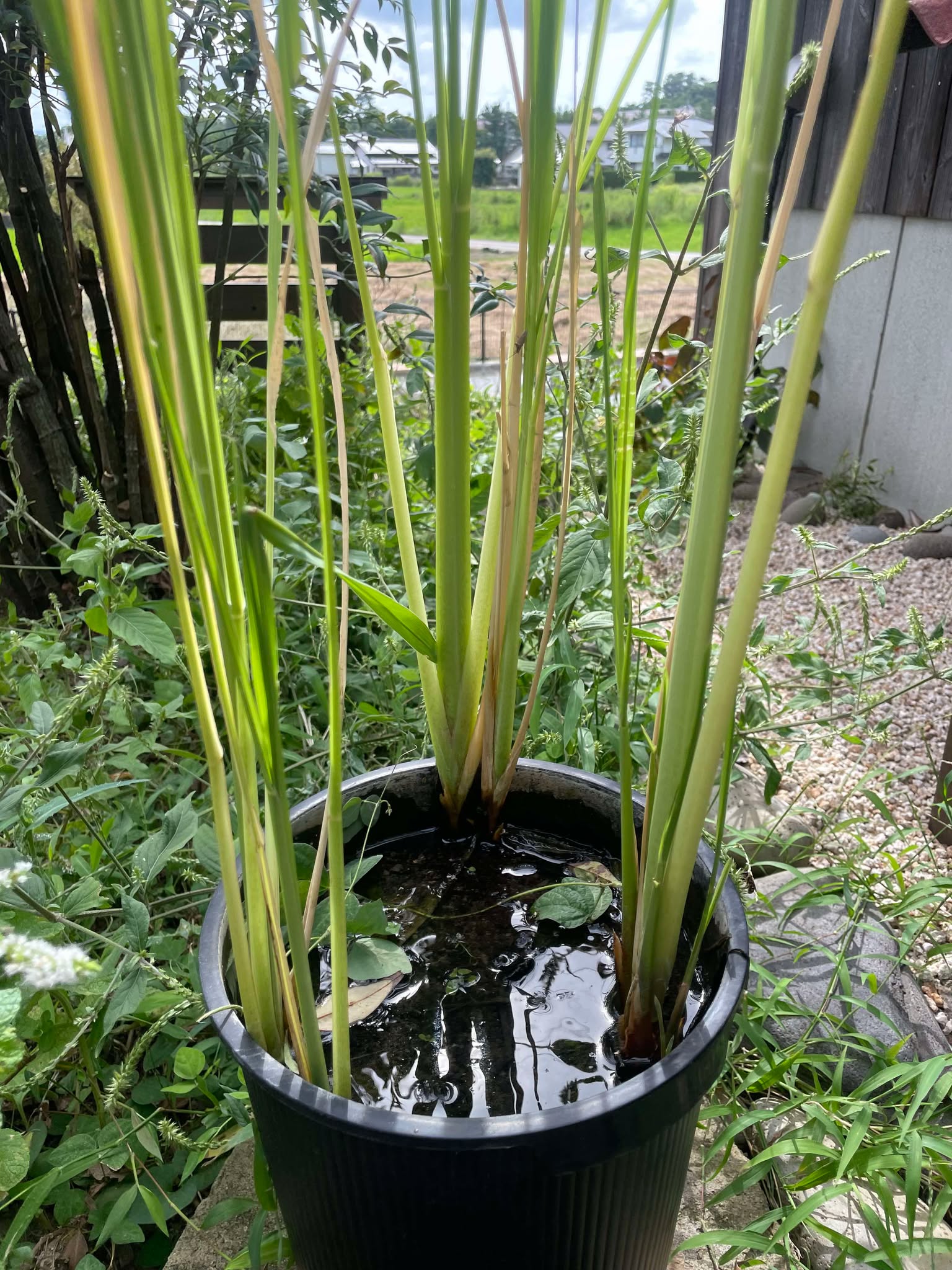 庭の木々　まこも