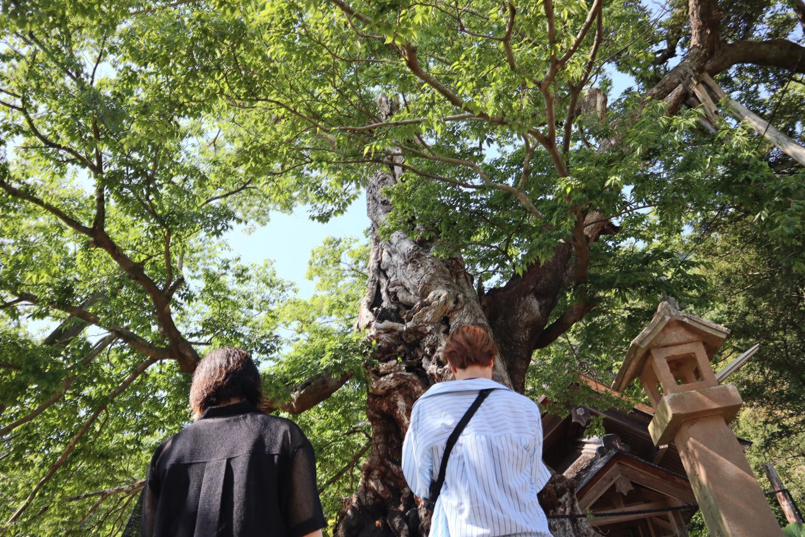 近隣の施設　巨大なムクの木（徒歩３分）