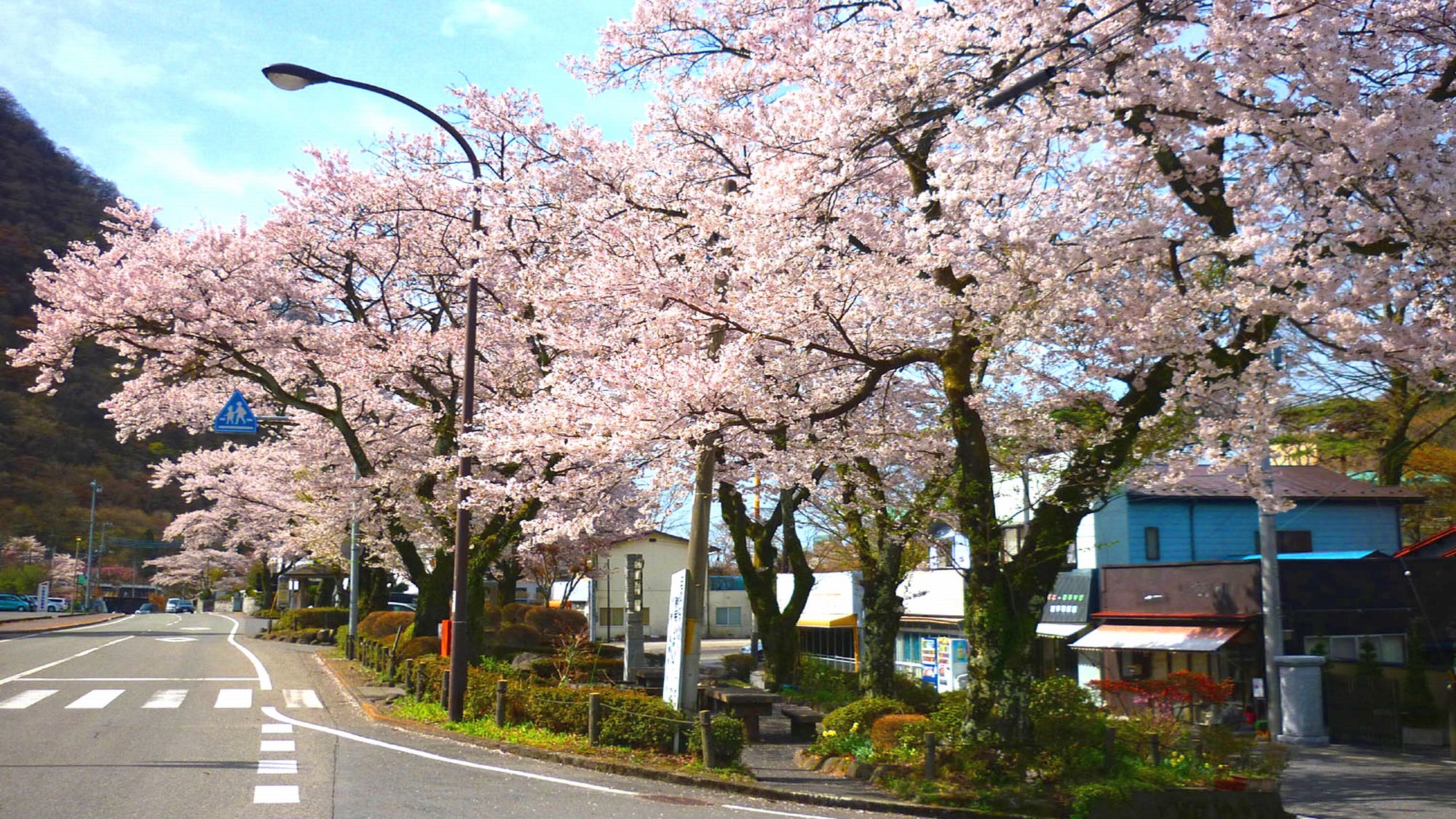 鬼怒川公園駅前の桜＜当館から車で35分＞