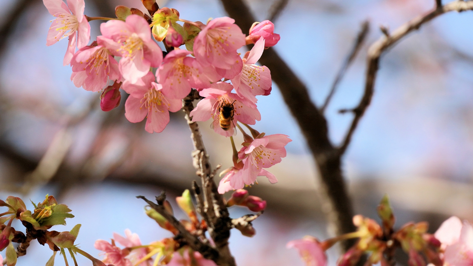 【河津桜特別プラン*グレードアップ】伊勢海老＆鮑＆金目鯛＆黒毛和牛！豪華食材+桜御膳　温泉は貸切で