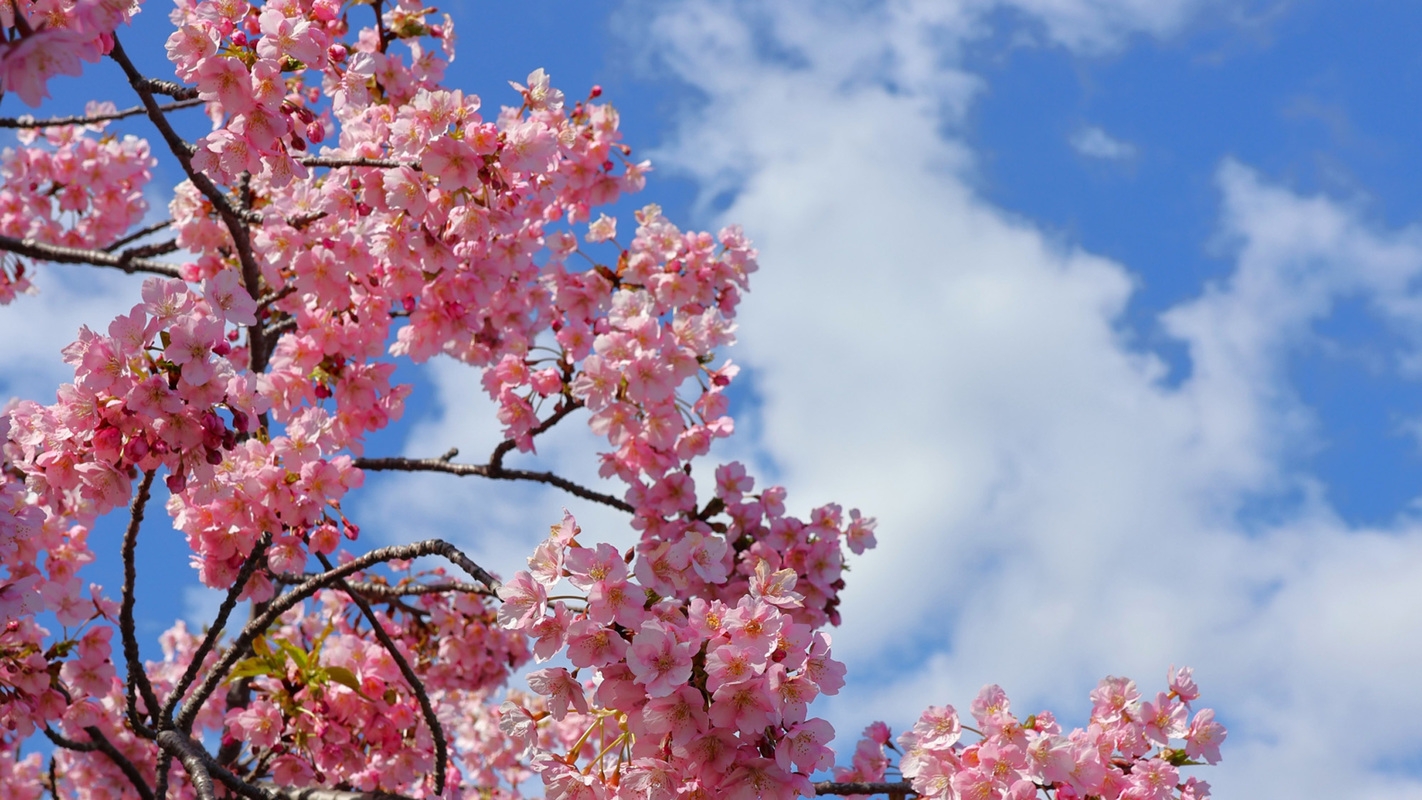 【河津桜特別プラン*スタンダード】鮑＆金目鯛＆黒毛和牛！桜御膳で見た目にも美しく…温泉は貸切で