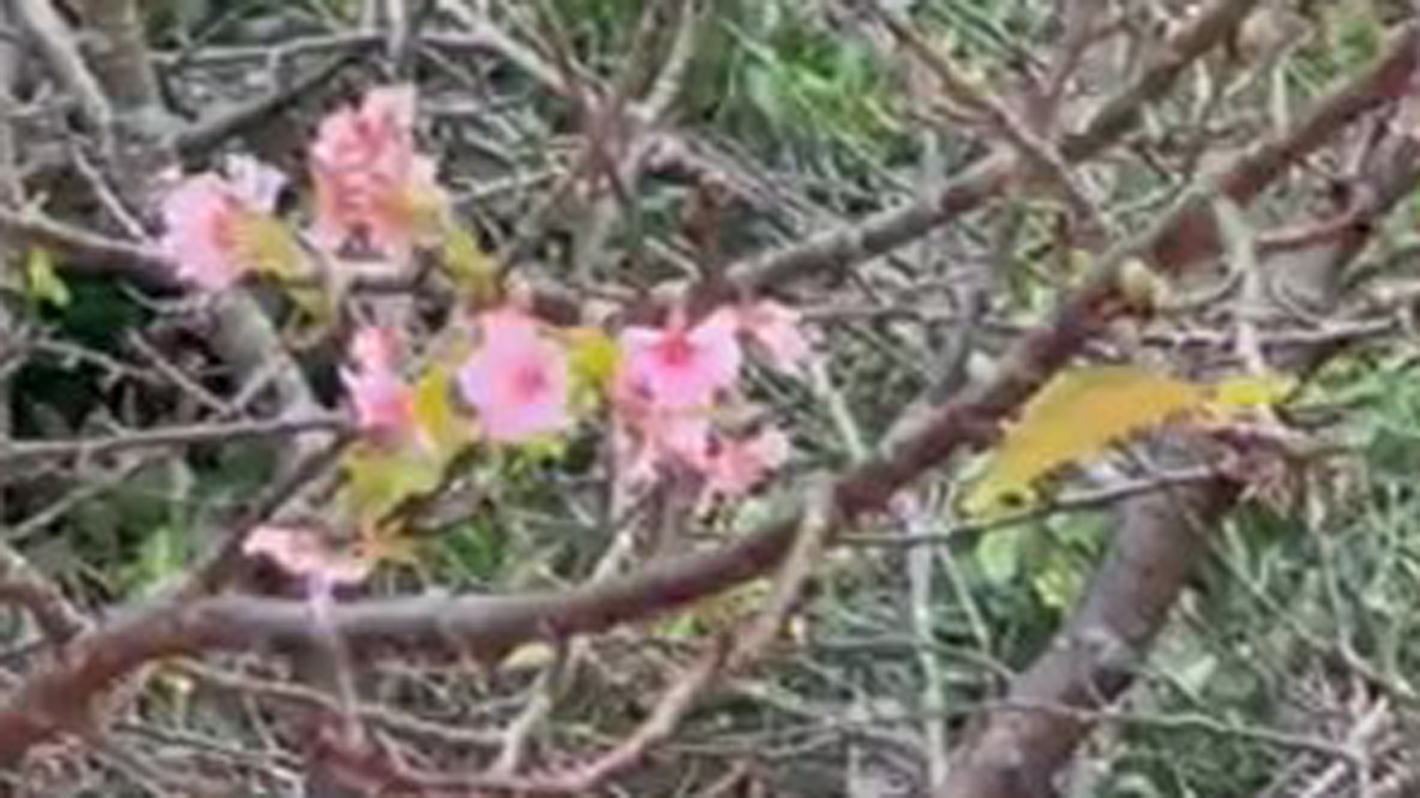 せっかちな桜