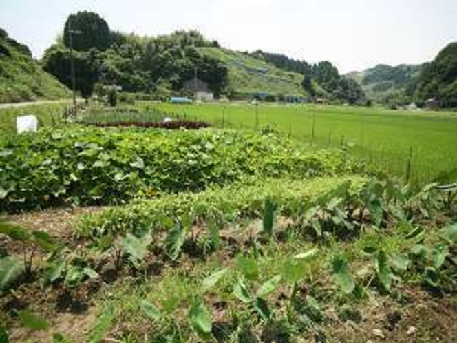 美味しい野菜が四季折々。川本屋の畑です。
