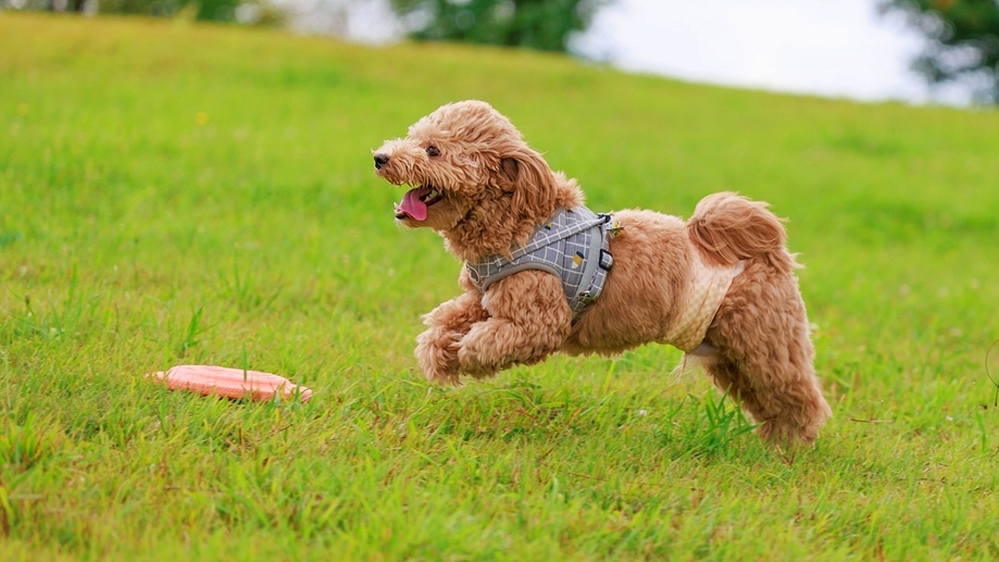 【小型犬OK！素泊まり】愛犬と楽しむ高原での癒し旅♪