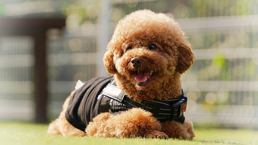 【小型犬OK！2食付】お食事も愛犬と一緒♪和洋折衷の創作家庭料理をどうぞ！