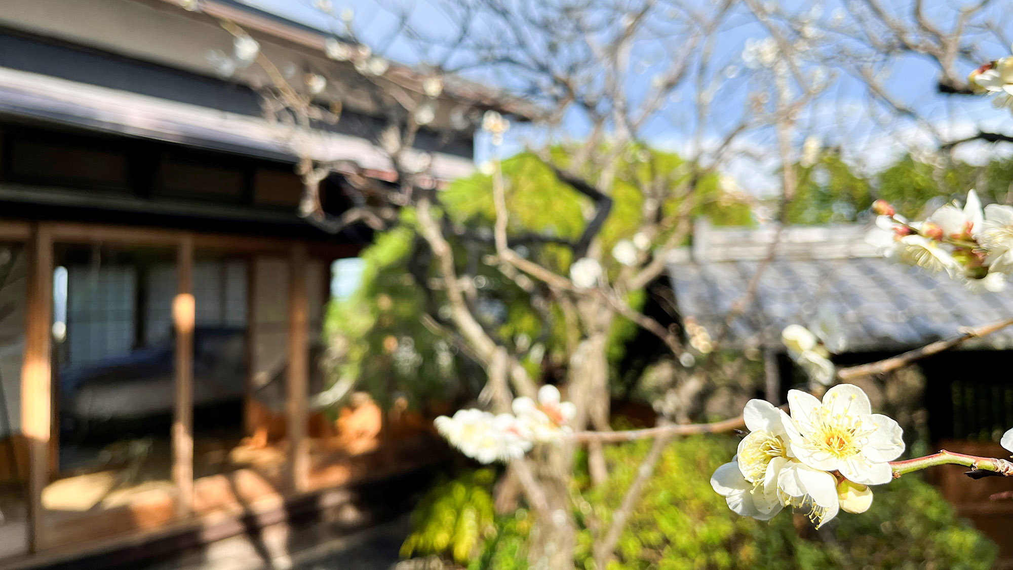 ・【庭園】可愛らしい白梅を見られることも