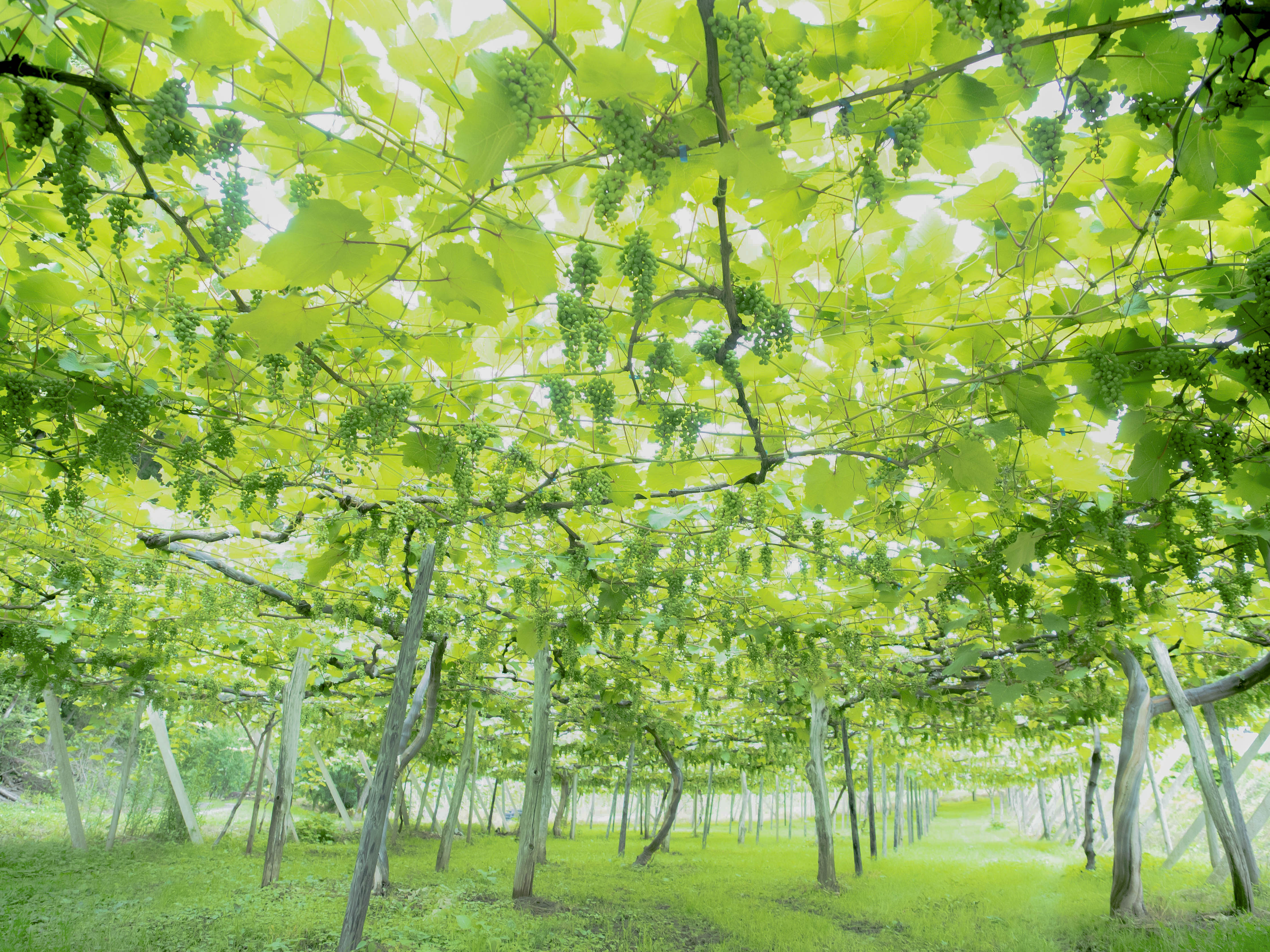 紫波観光ぶどう園