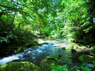 庭園風景（夏）