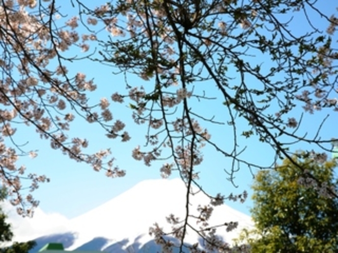 庭園から望む富士山（春）