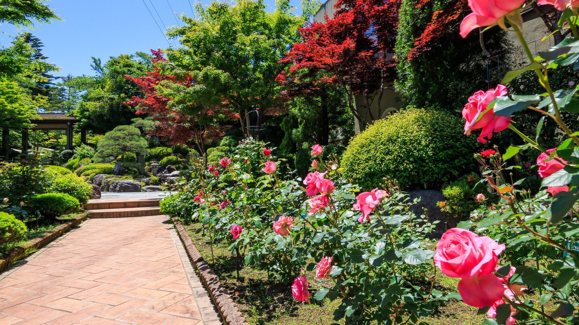 【春】バラの小径（こみち）