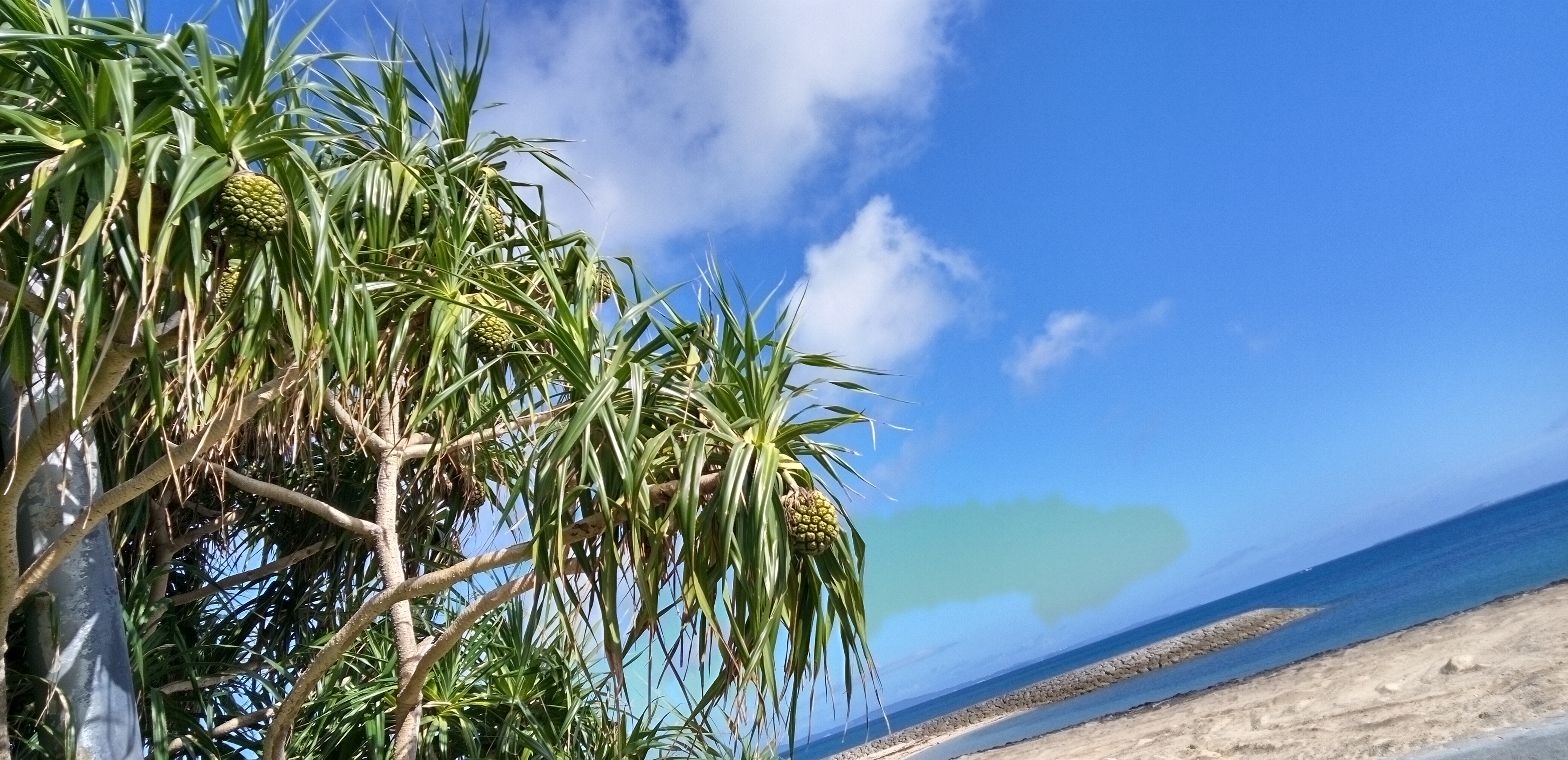 実がパインと間違えられるアダンと海空