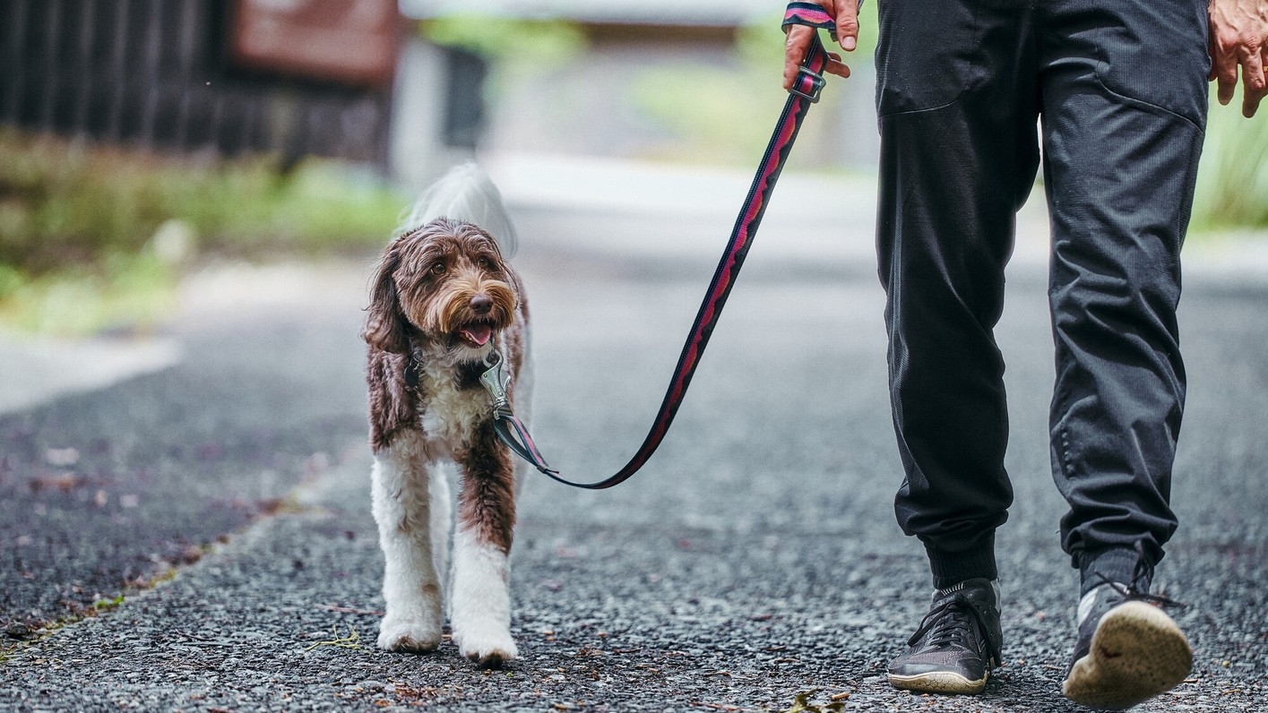 【3連泊で1泊無料・愛犬と叶える森のリトリートステイ】＜朝食付＞温泉と自然に癒される休日